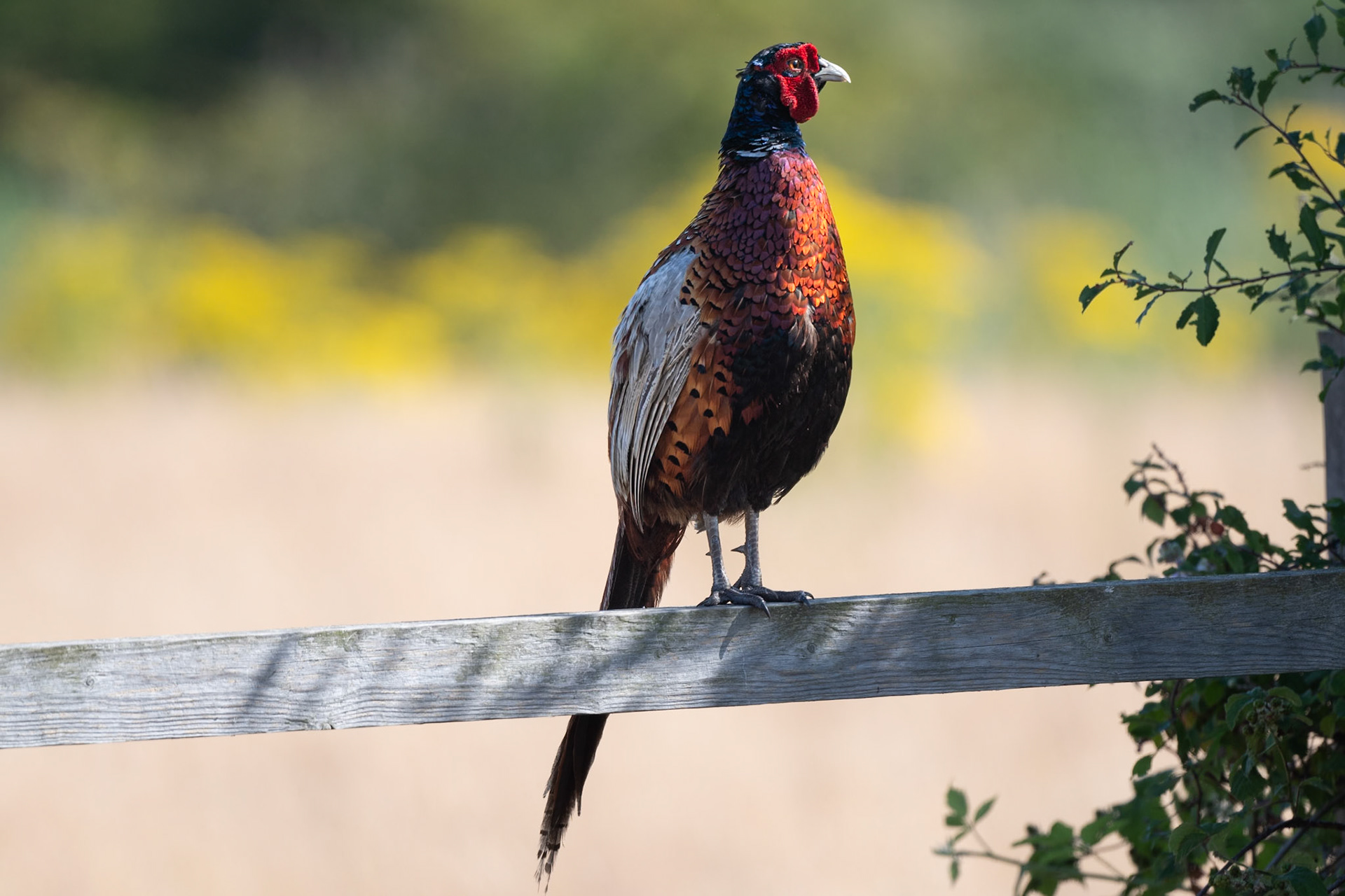 Pheasant