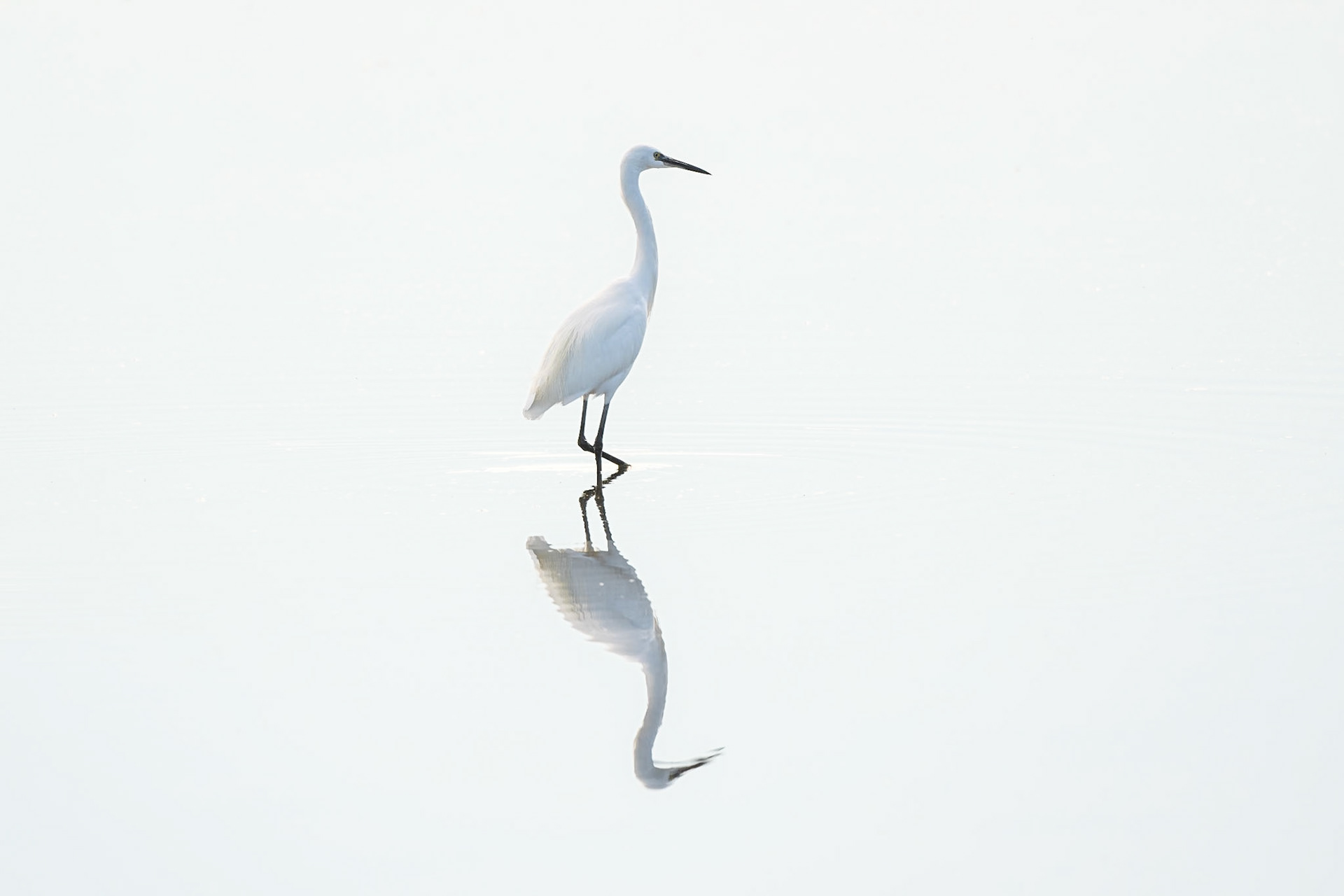 Little Egret