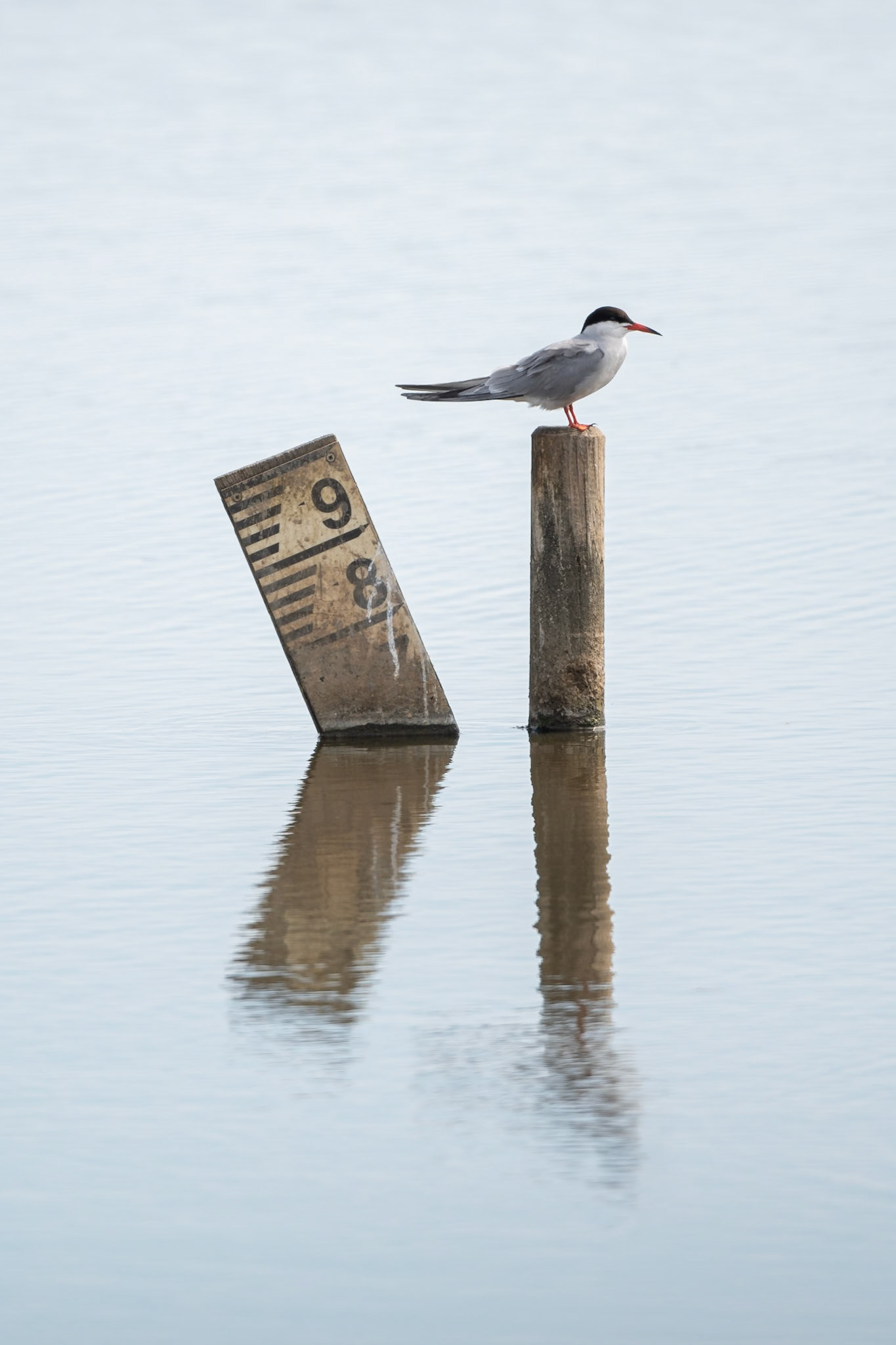 Common Tern