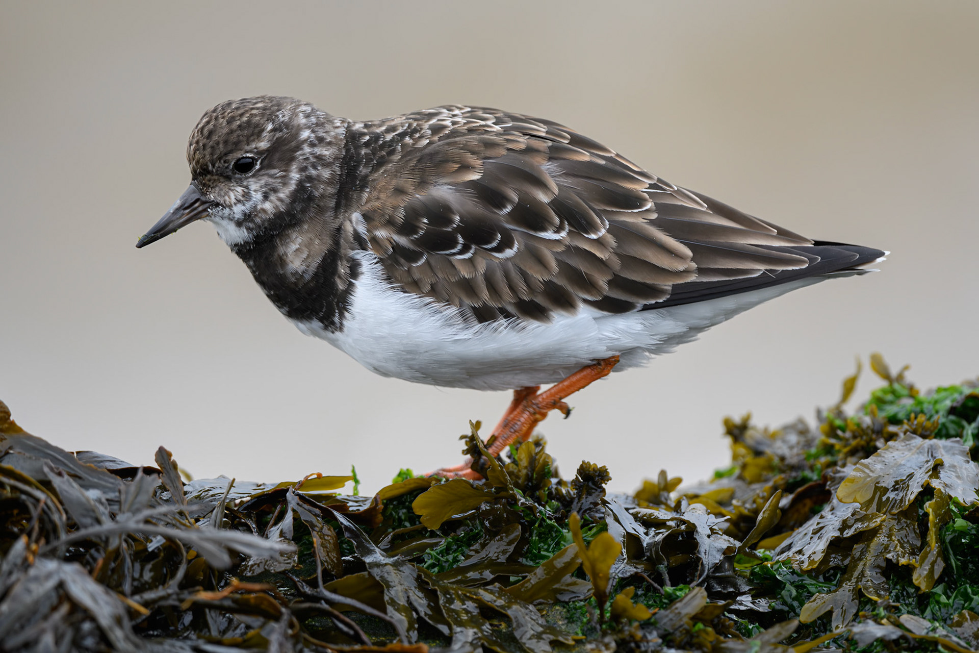 Turnstone