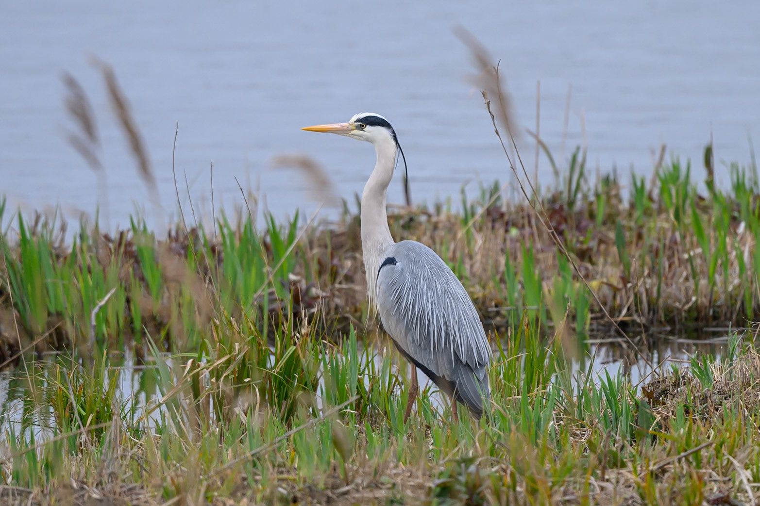 Grey Heron