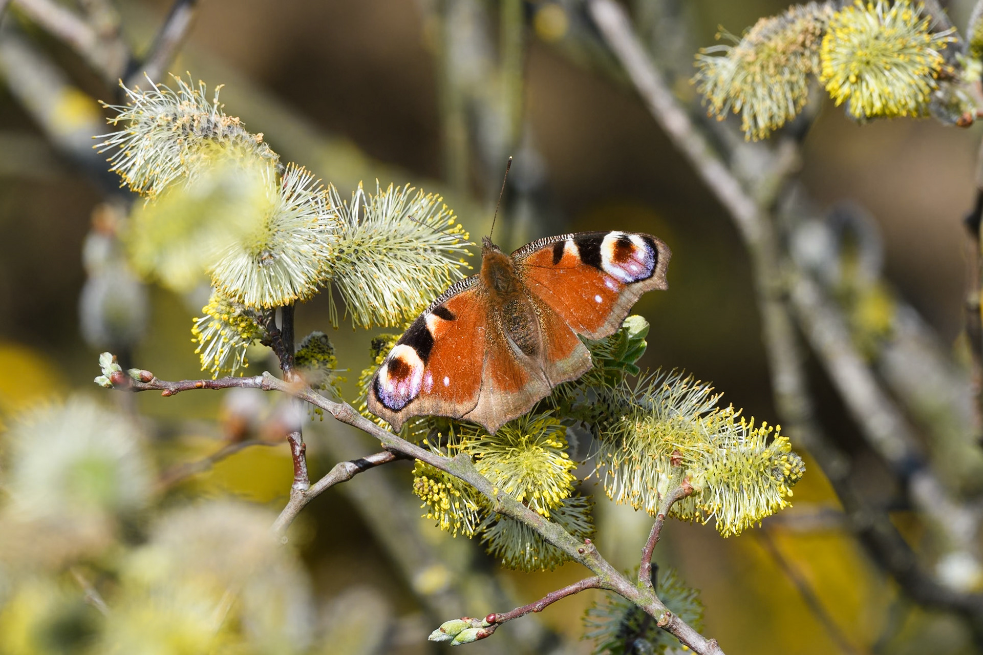 Peacock Butterfly