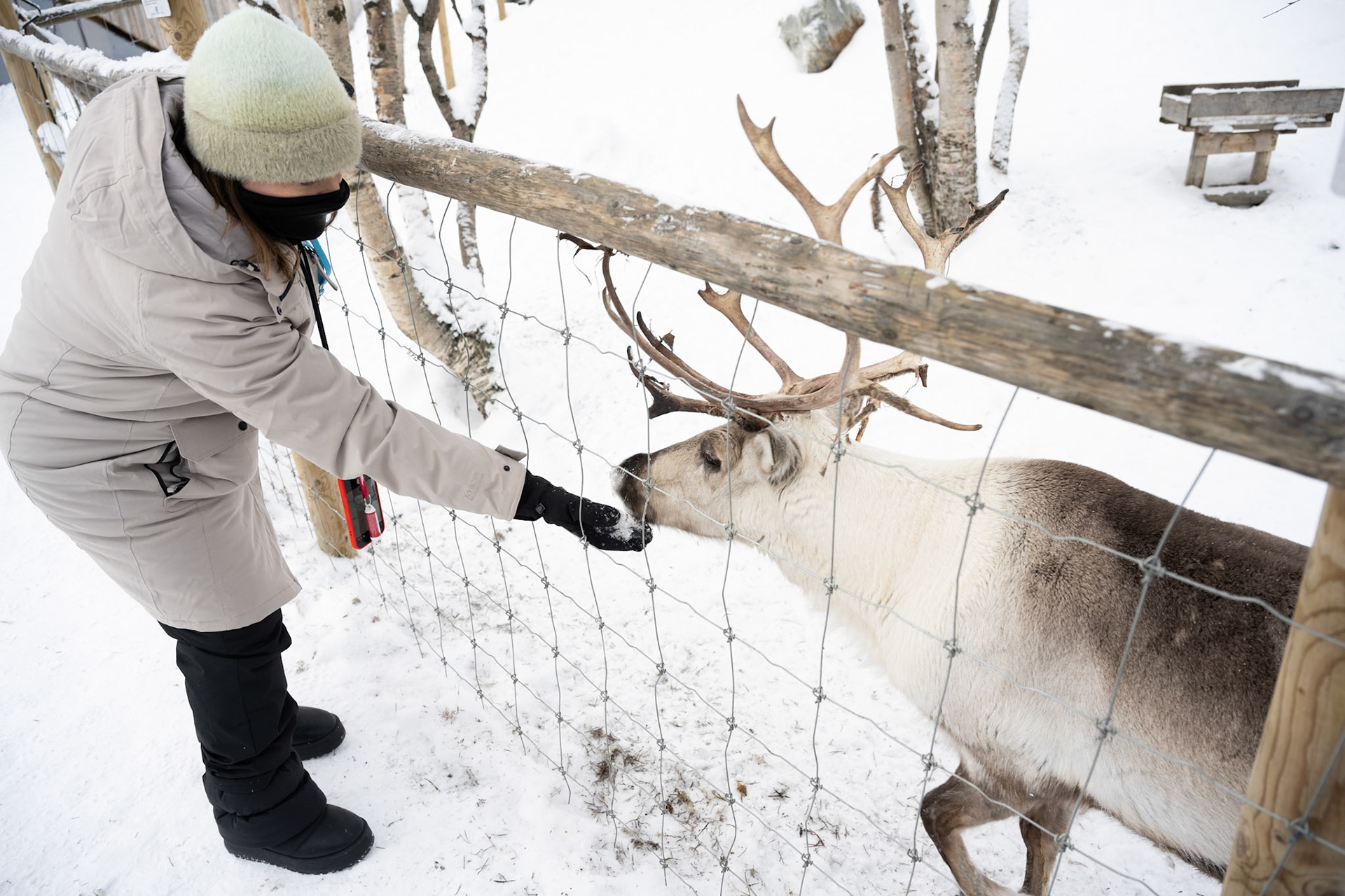 Feeding time, Kirkenes