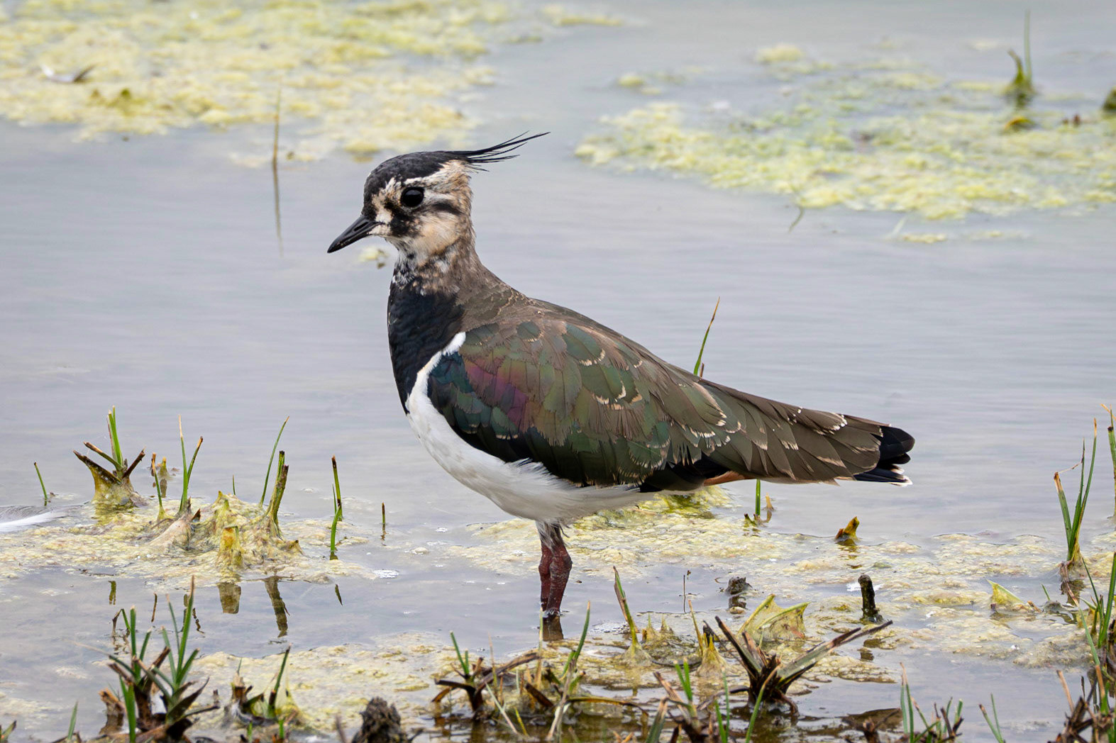 Lapwing