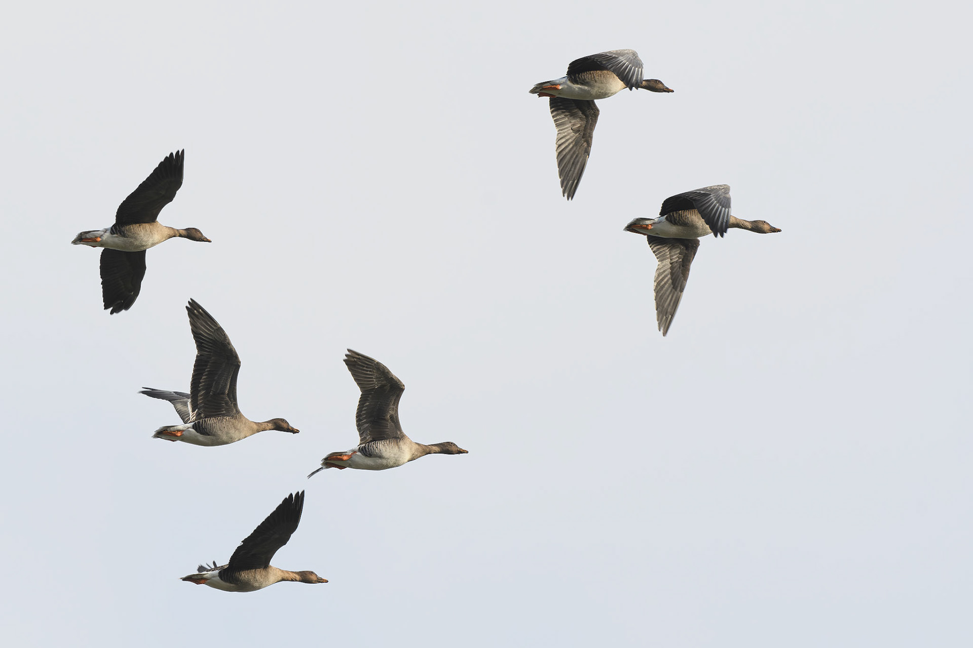 Tundra Bean Goose