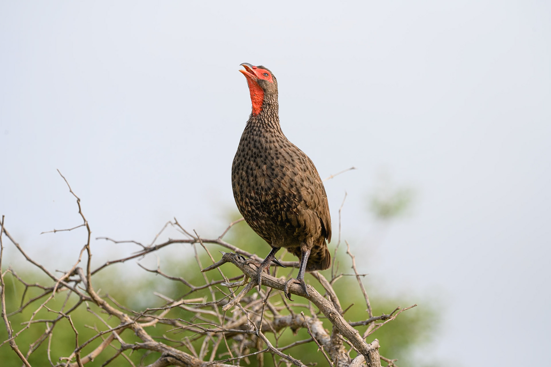 Swainson's Spurfowl