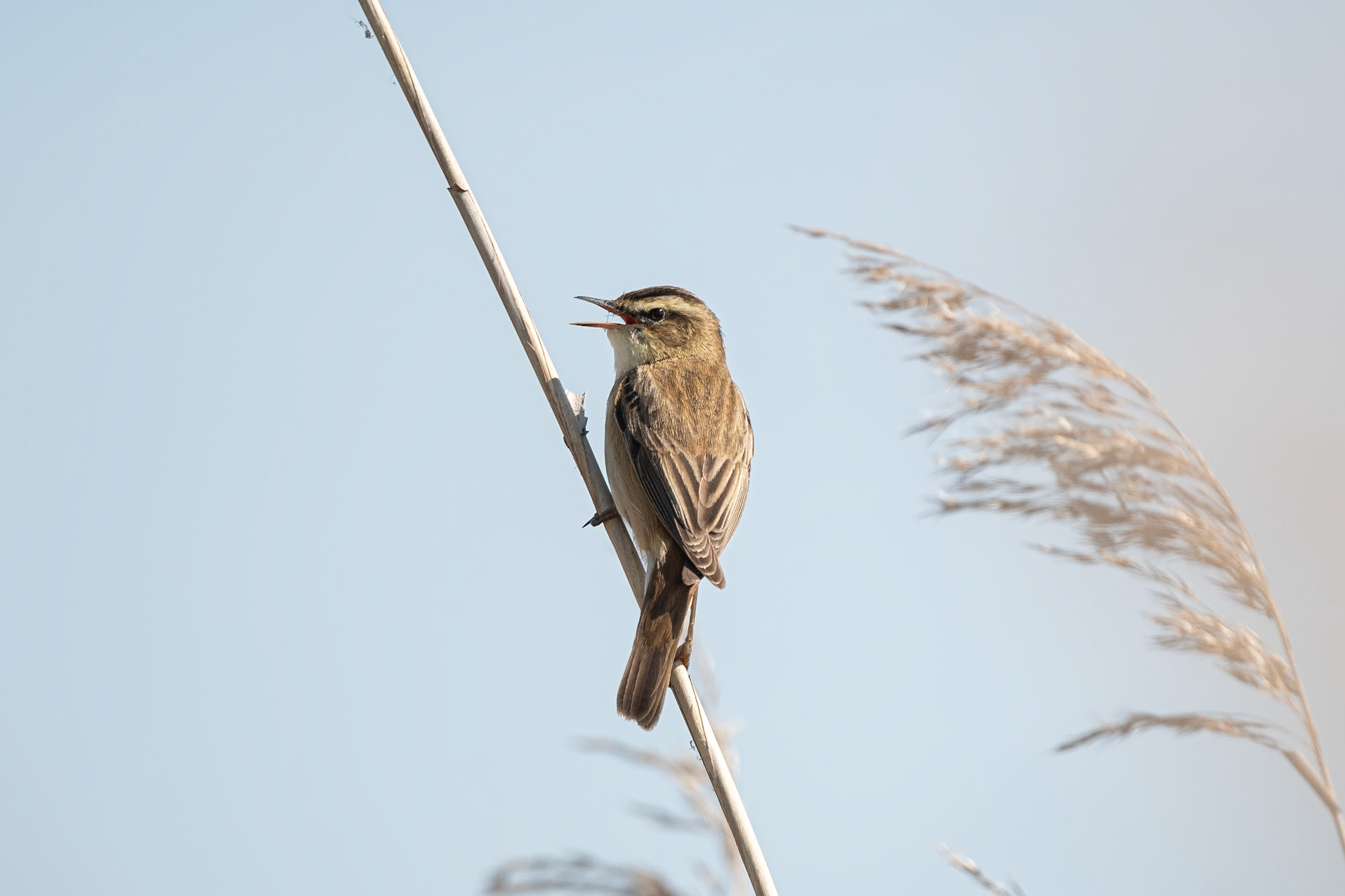 Sedge Warbler