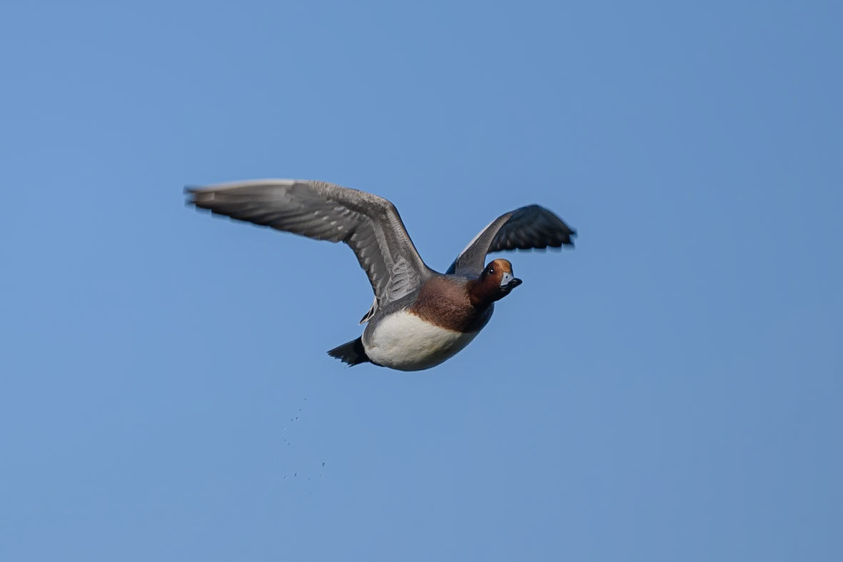 Wigeon