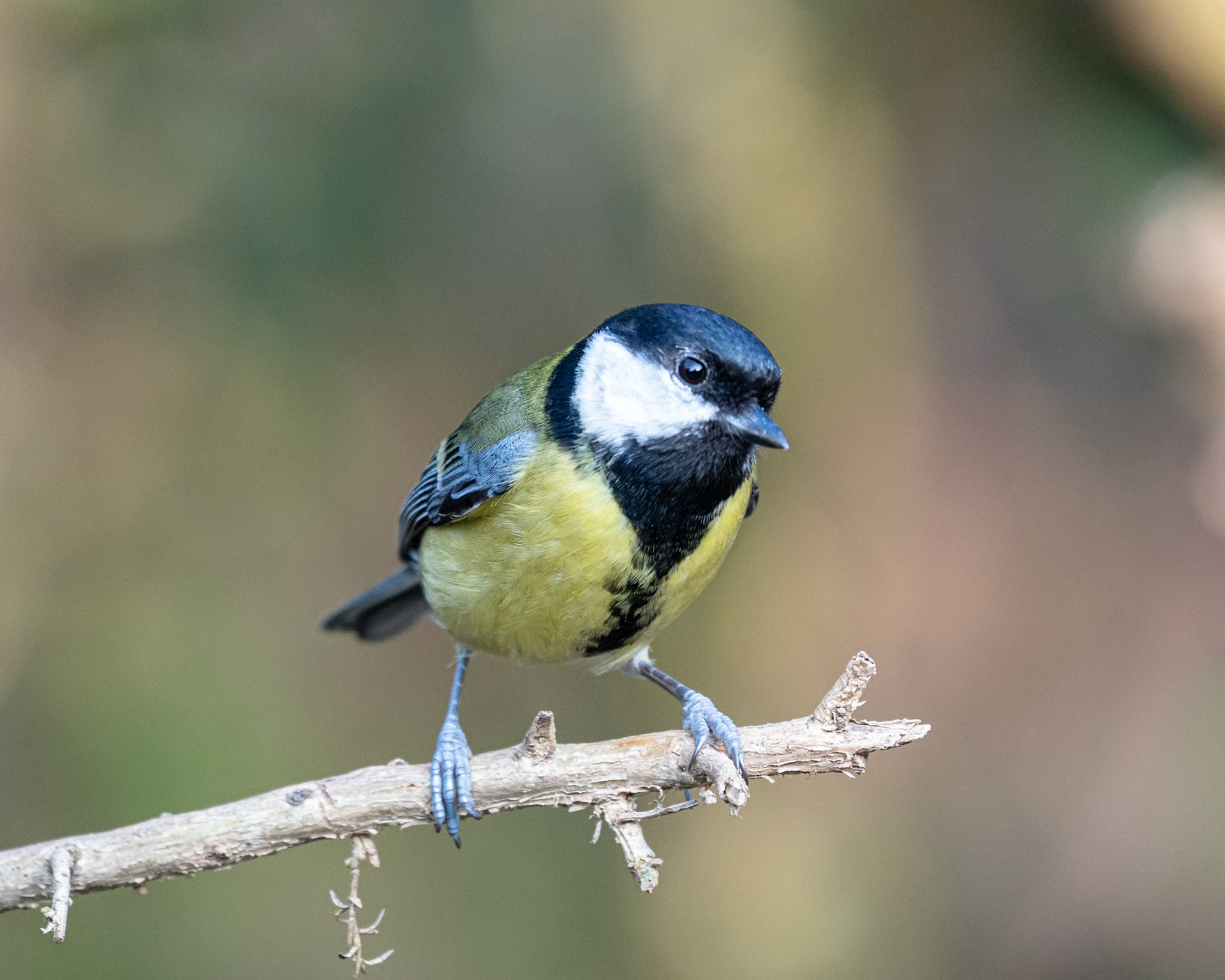 Great Tit