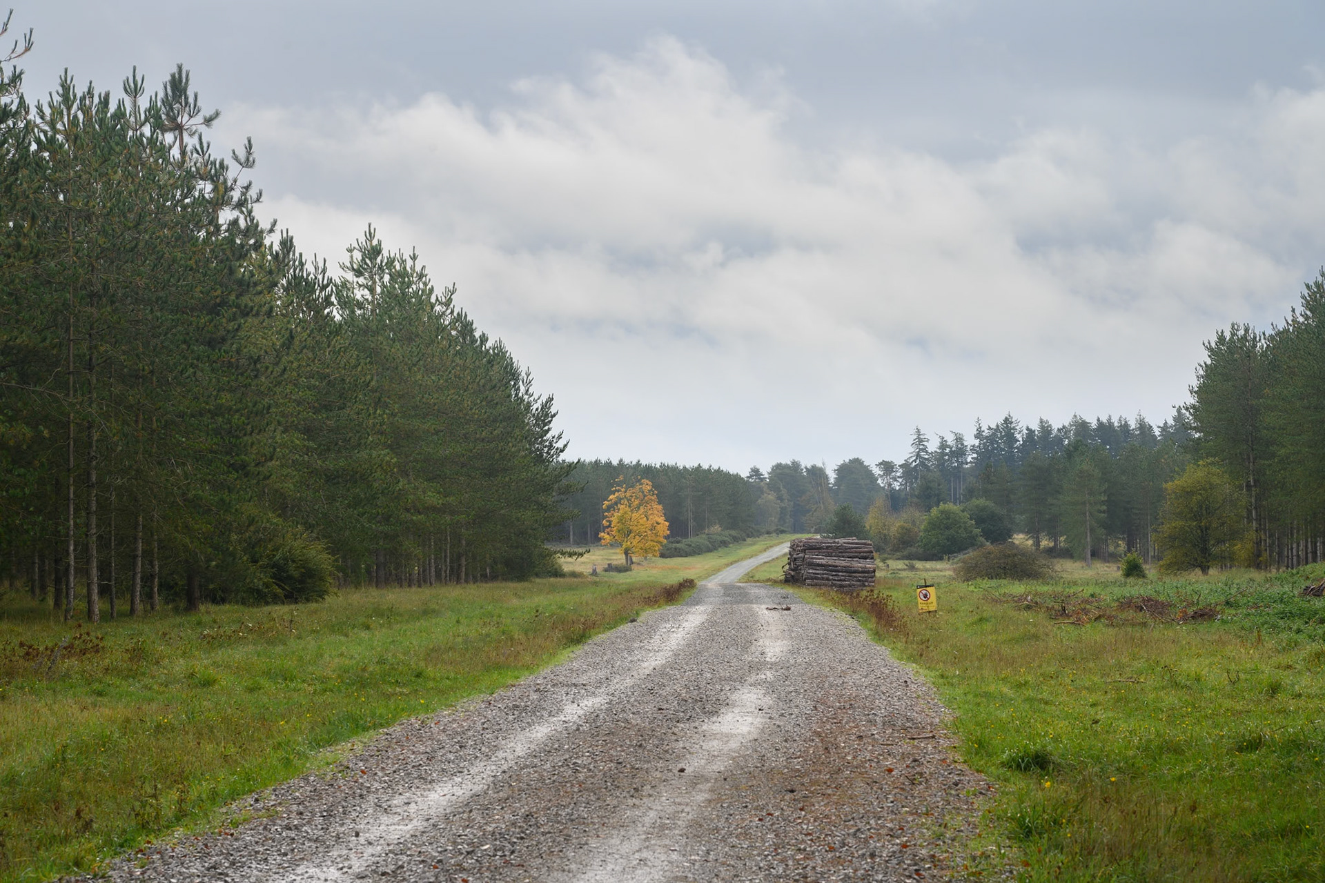 Thetford Forest