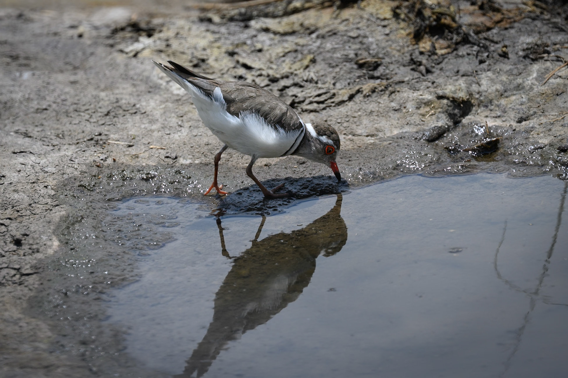 Three-banded Plover