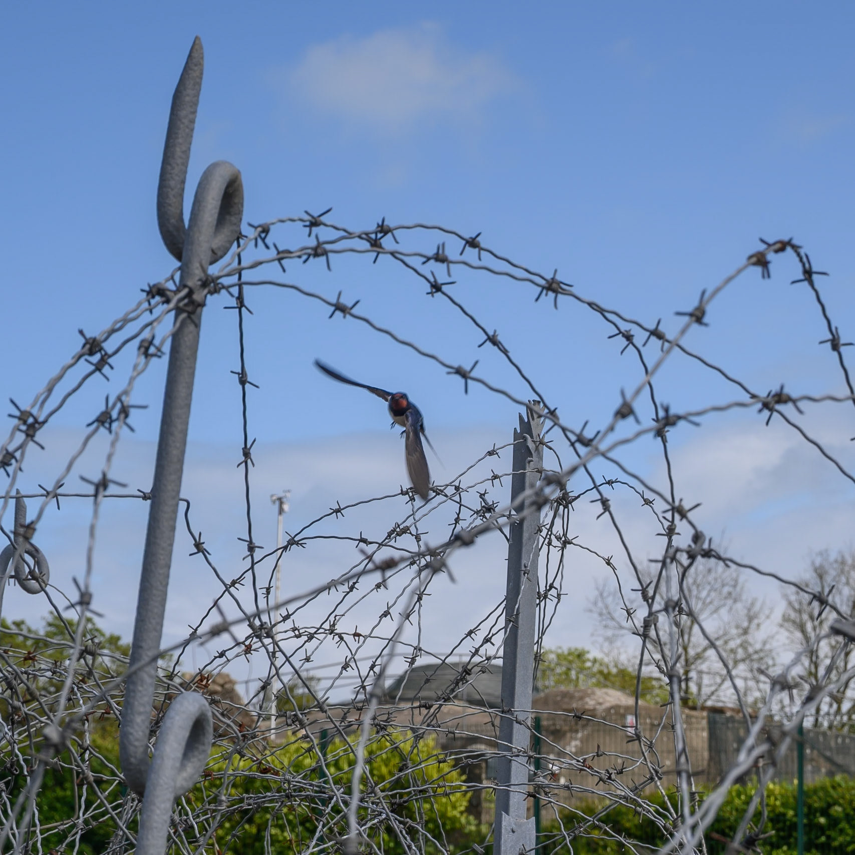 Swallow through barbed wire, Crisbecq Battery