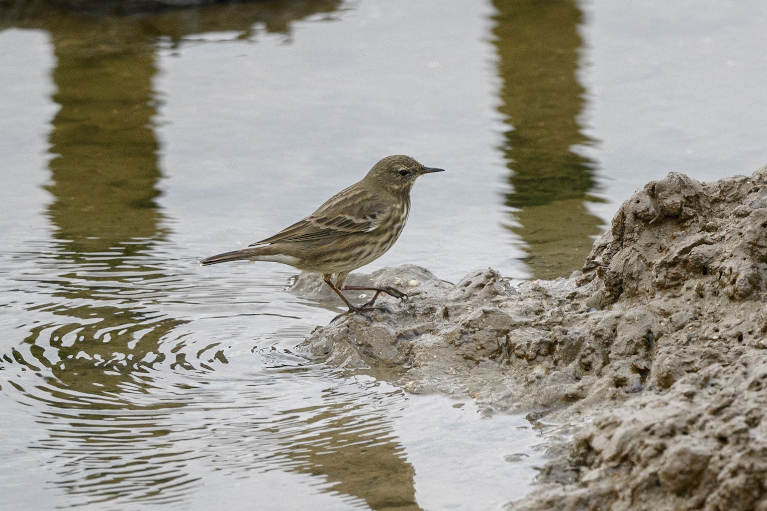 Rock Pipit