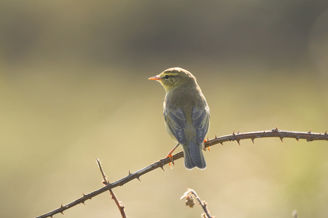 Willow Warbler