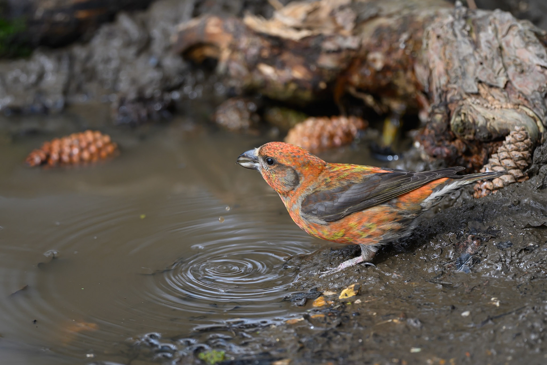 Crossbill