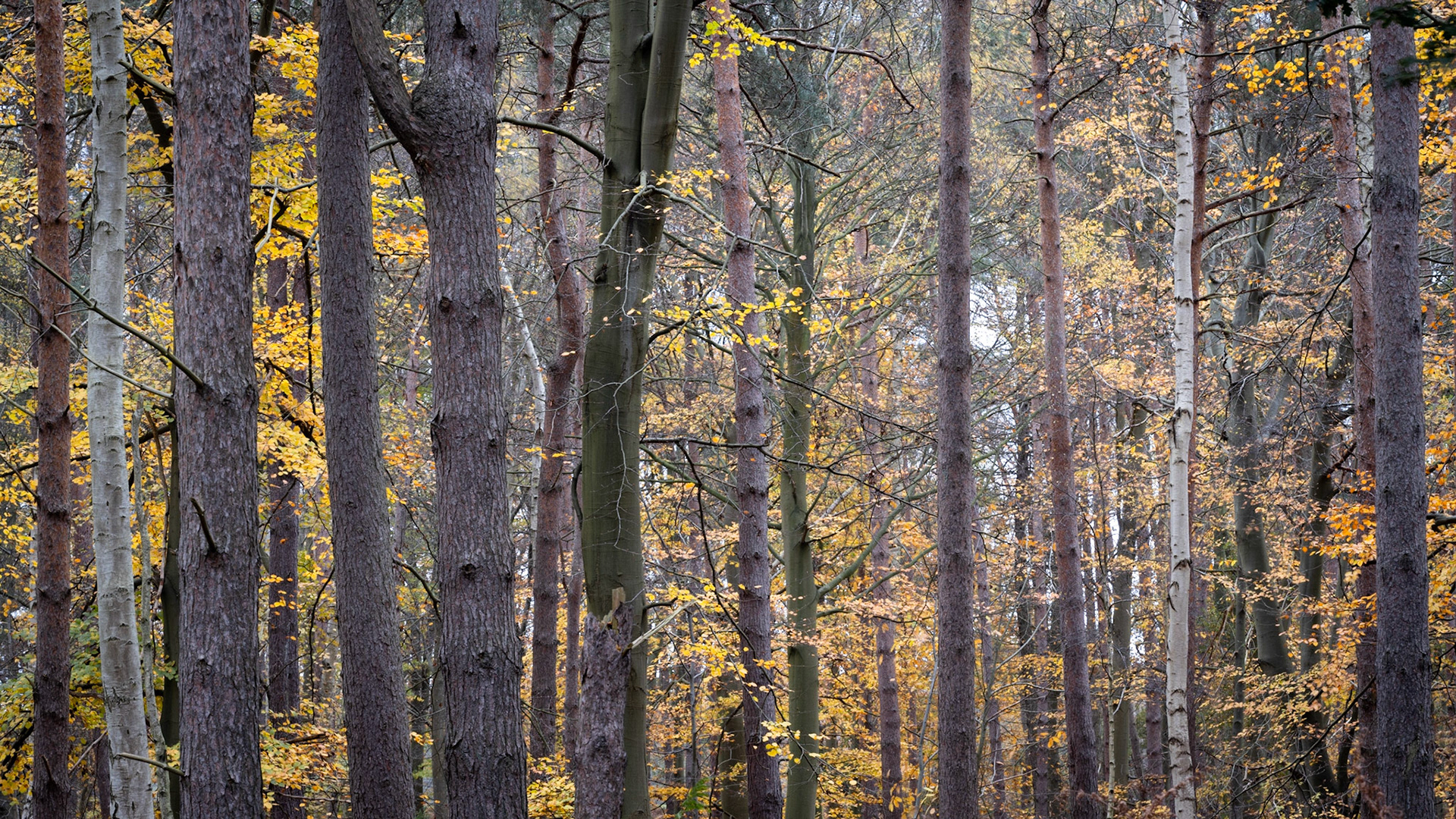 Rendlesham Forest