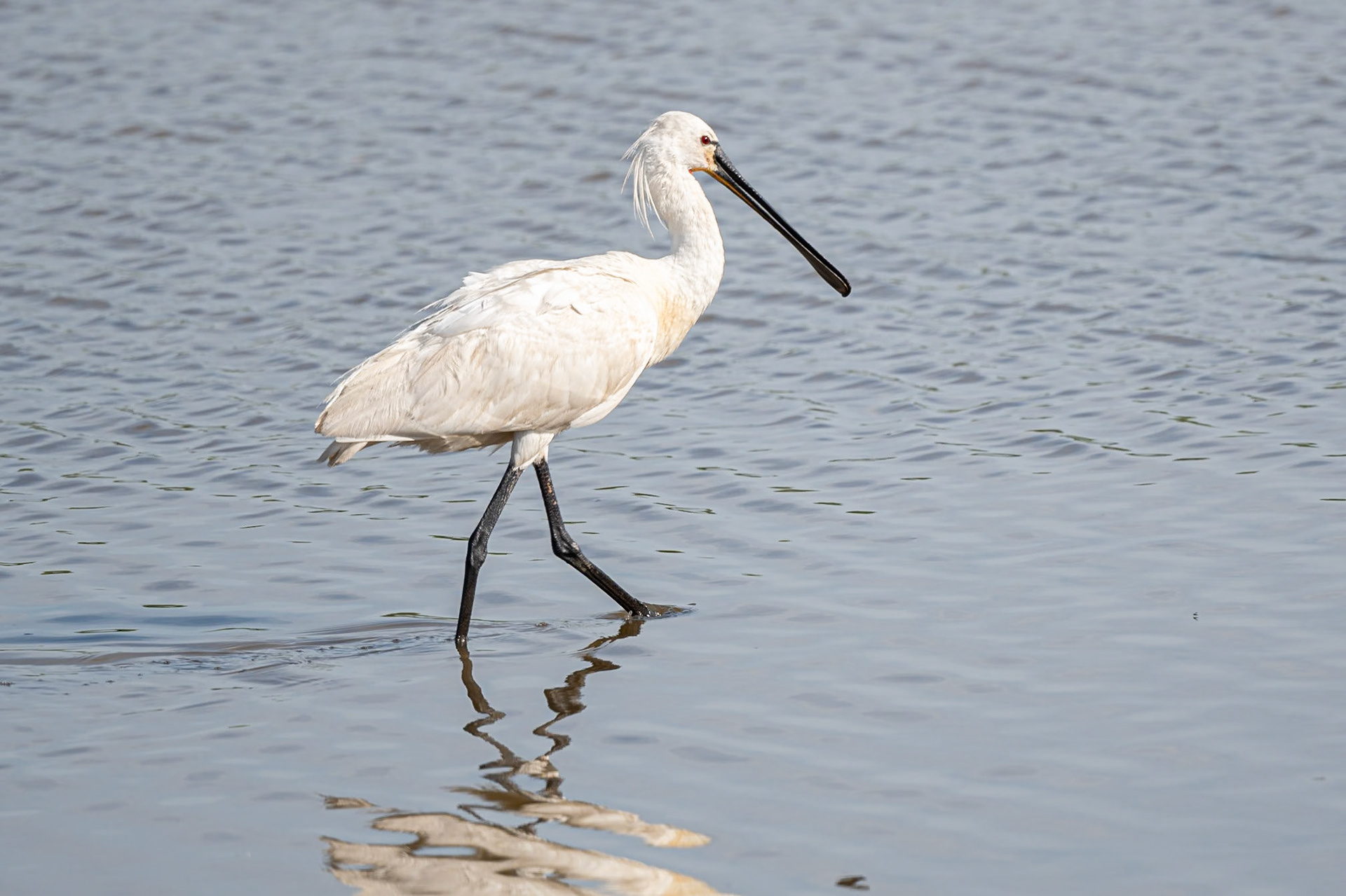 Spoonbill