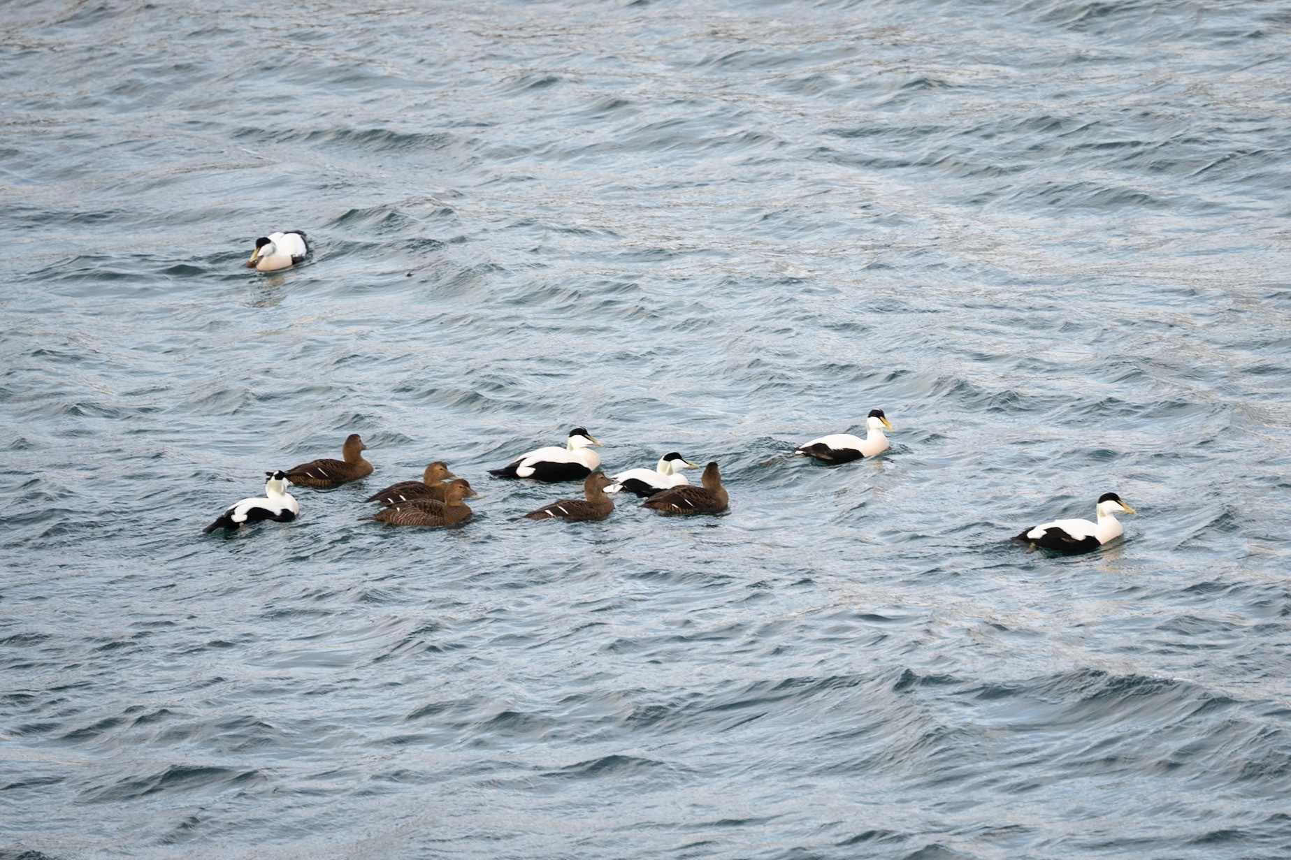 Eider Duck