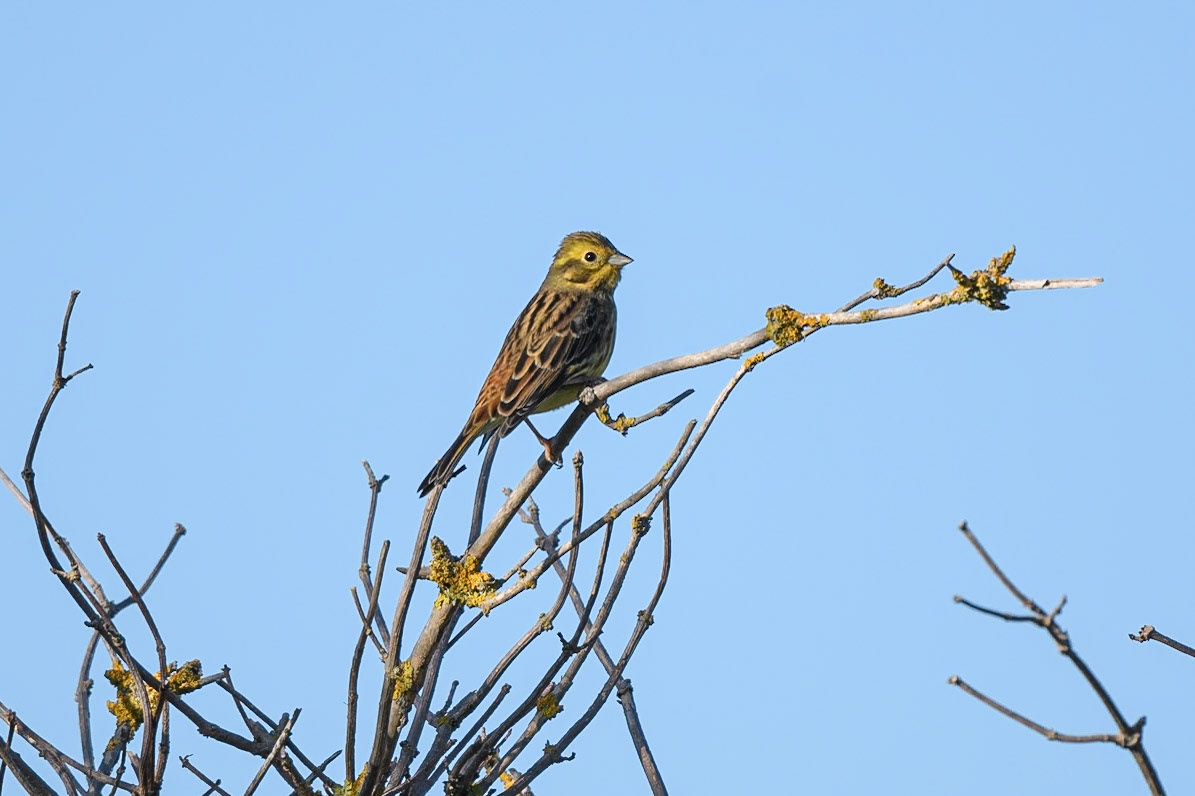 Yellowhammer