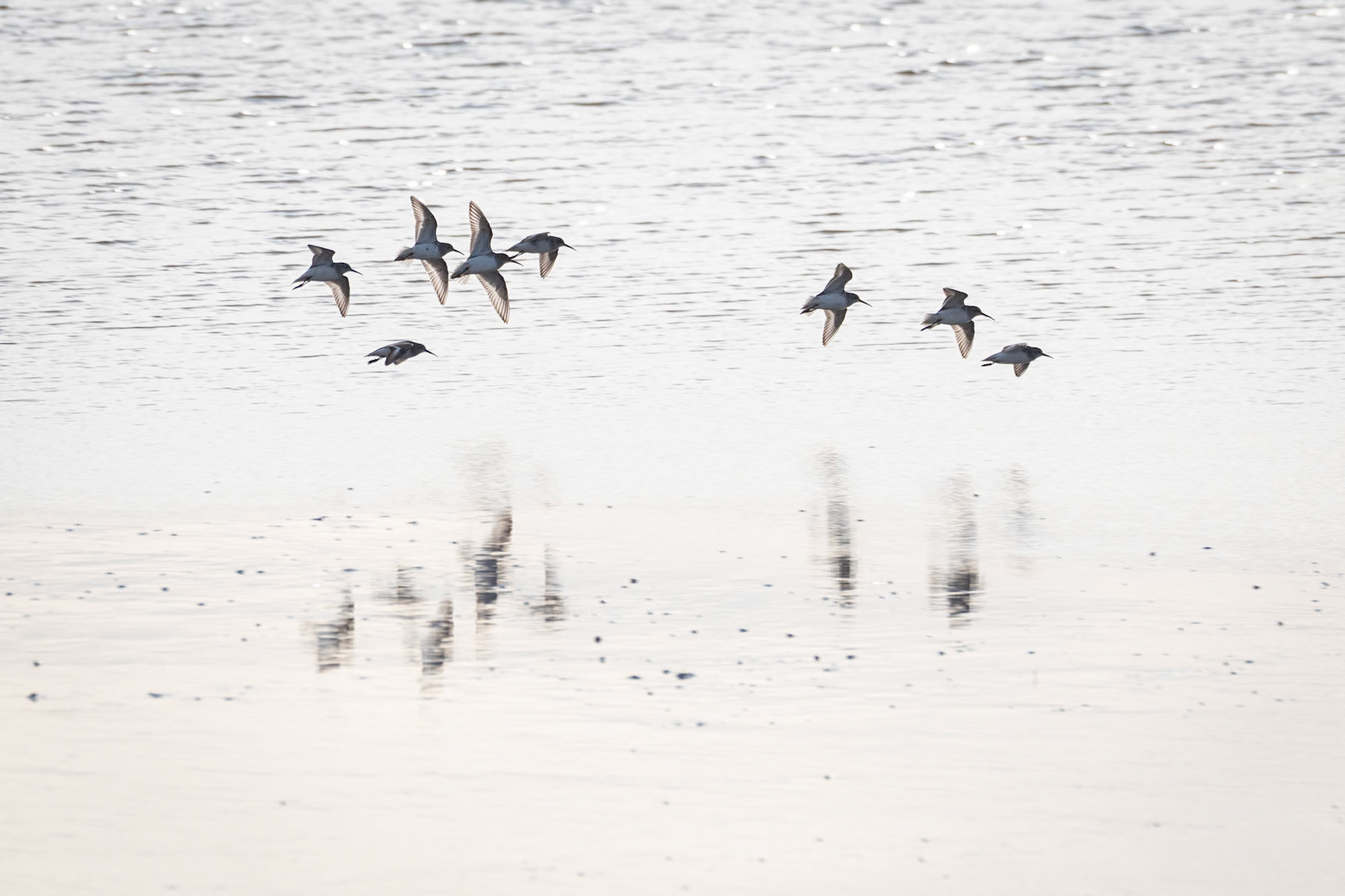 Common Redshank