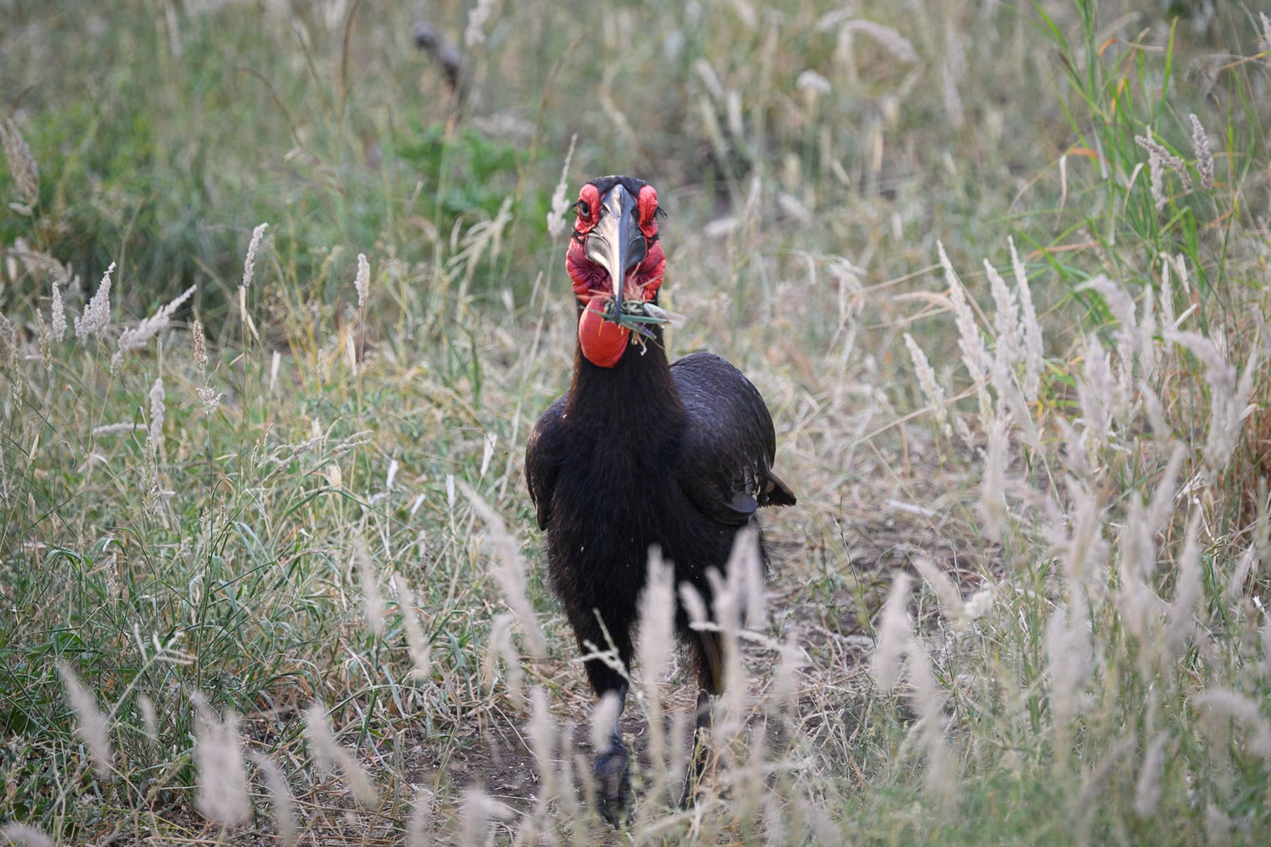 Southern Ground Hornbill