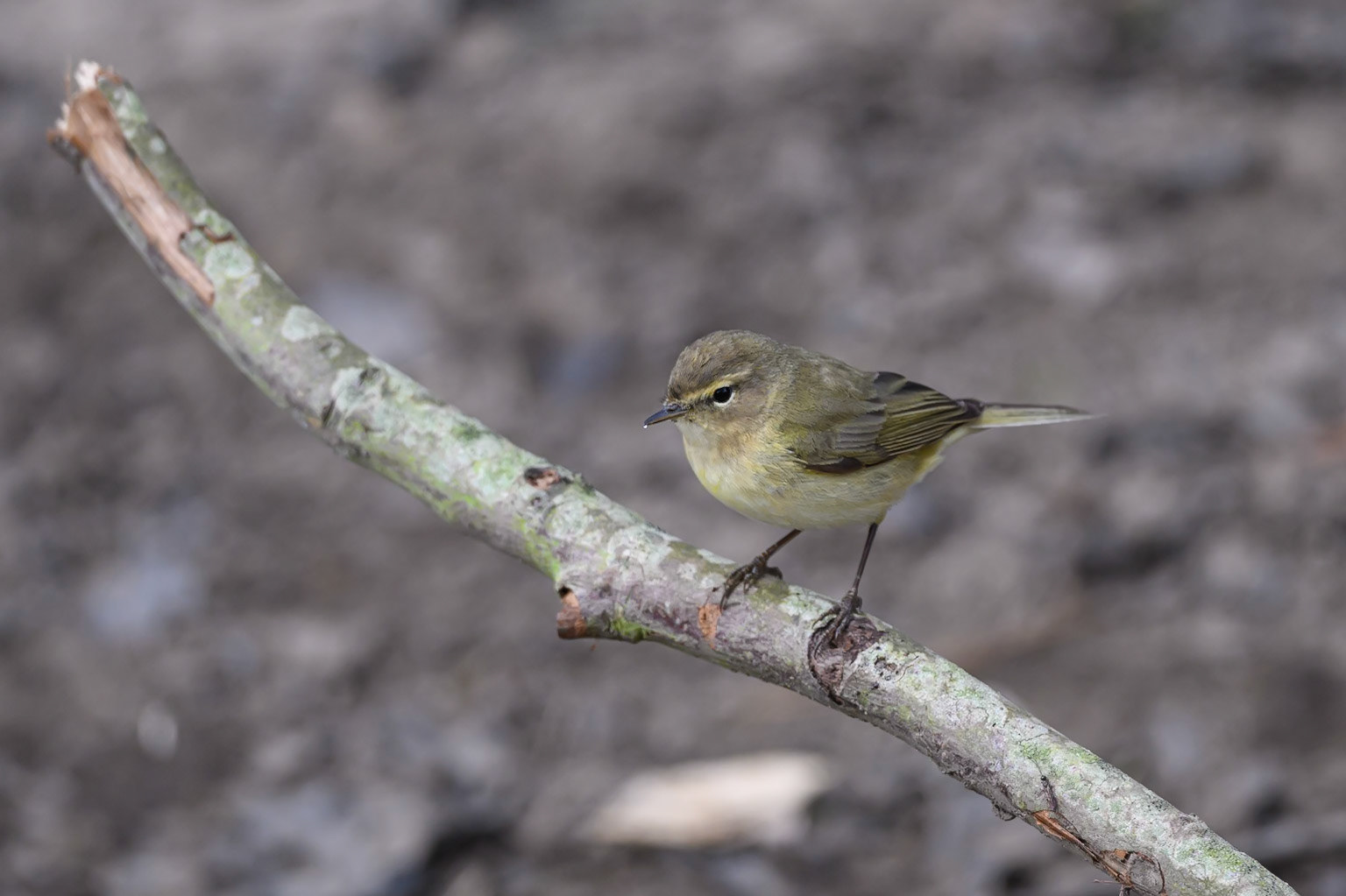 Chiff Chaff
