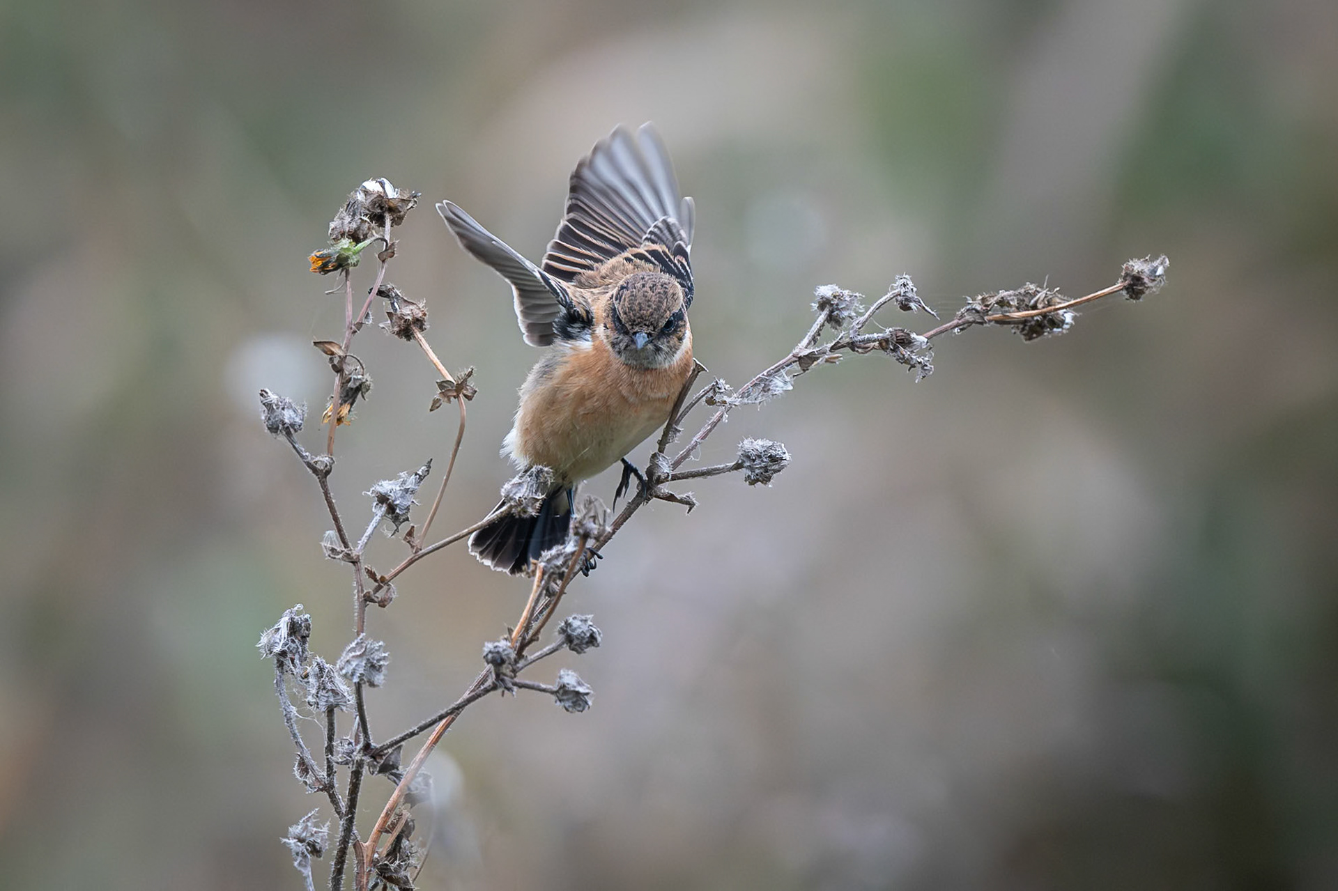 Stonechat
