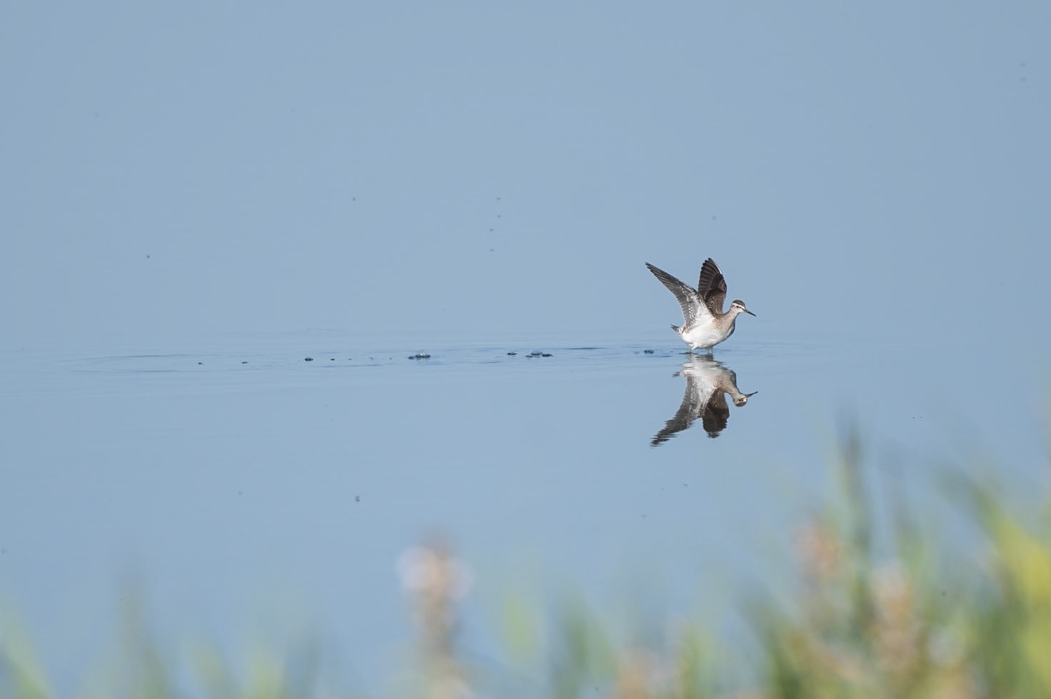 Wood Sandpiper