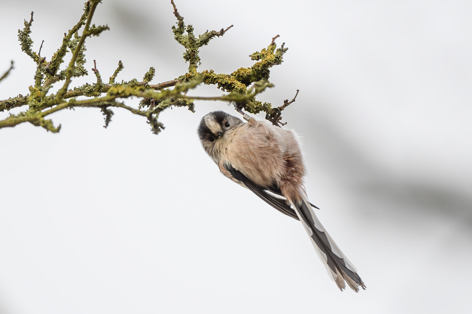 Lont Tailed Tit