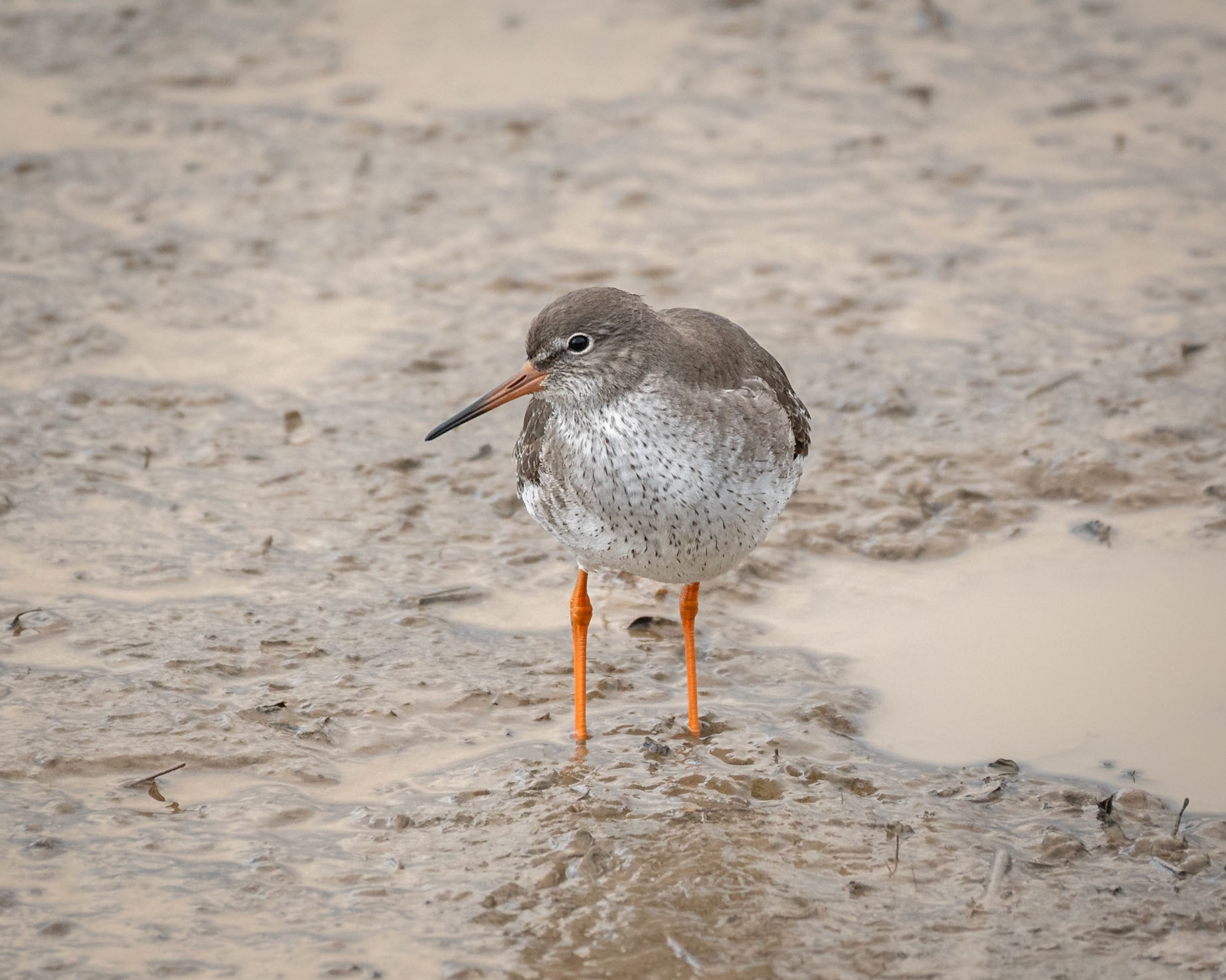 Common Redshank