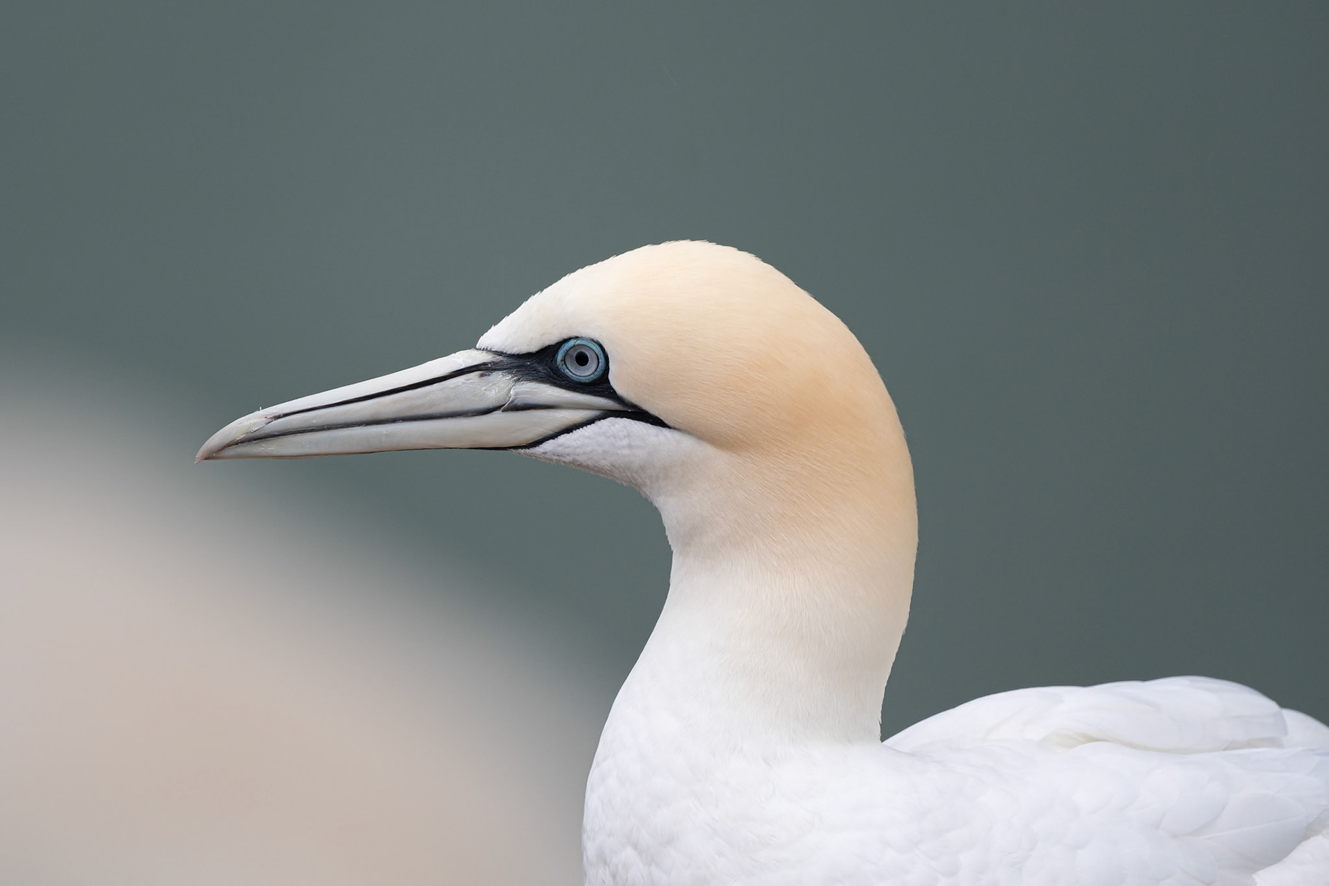 Gannet