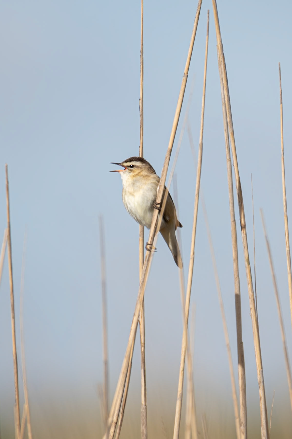 Sedge Warbler