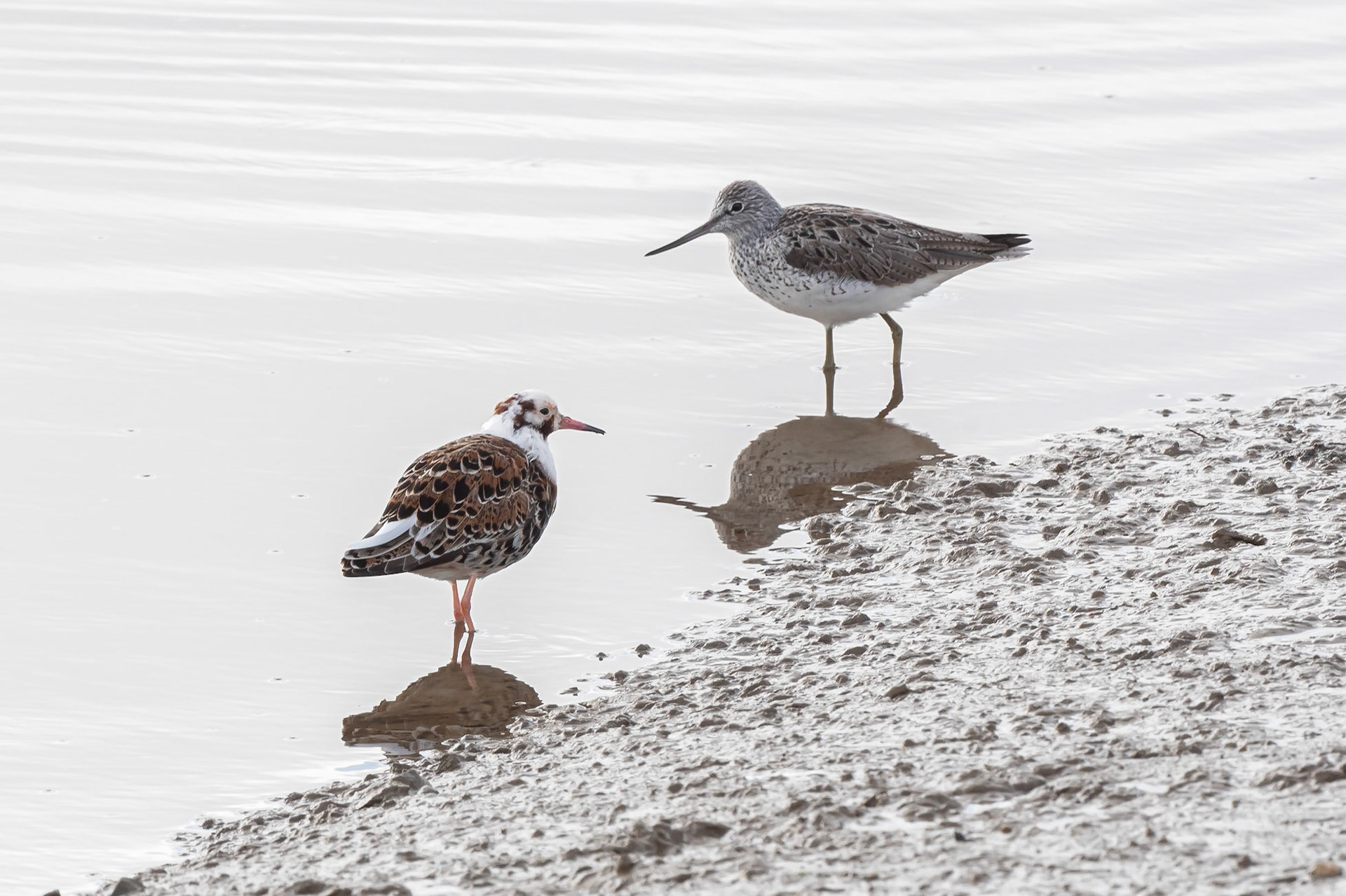 Ruff and Greenshank