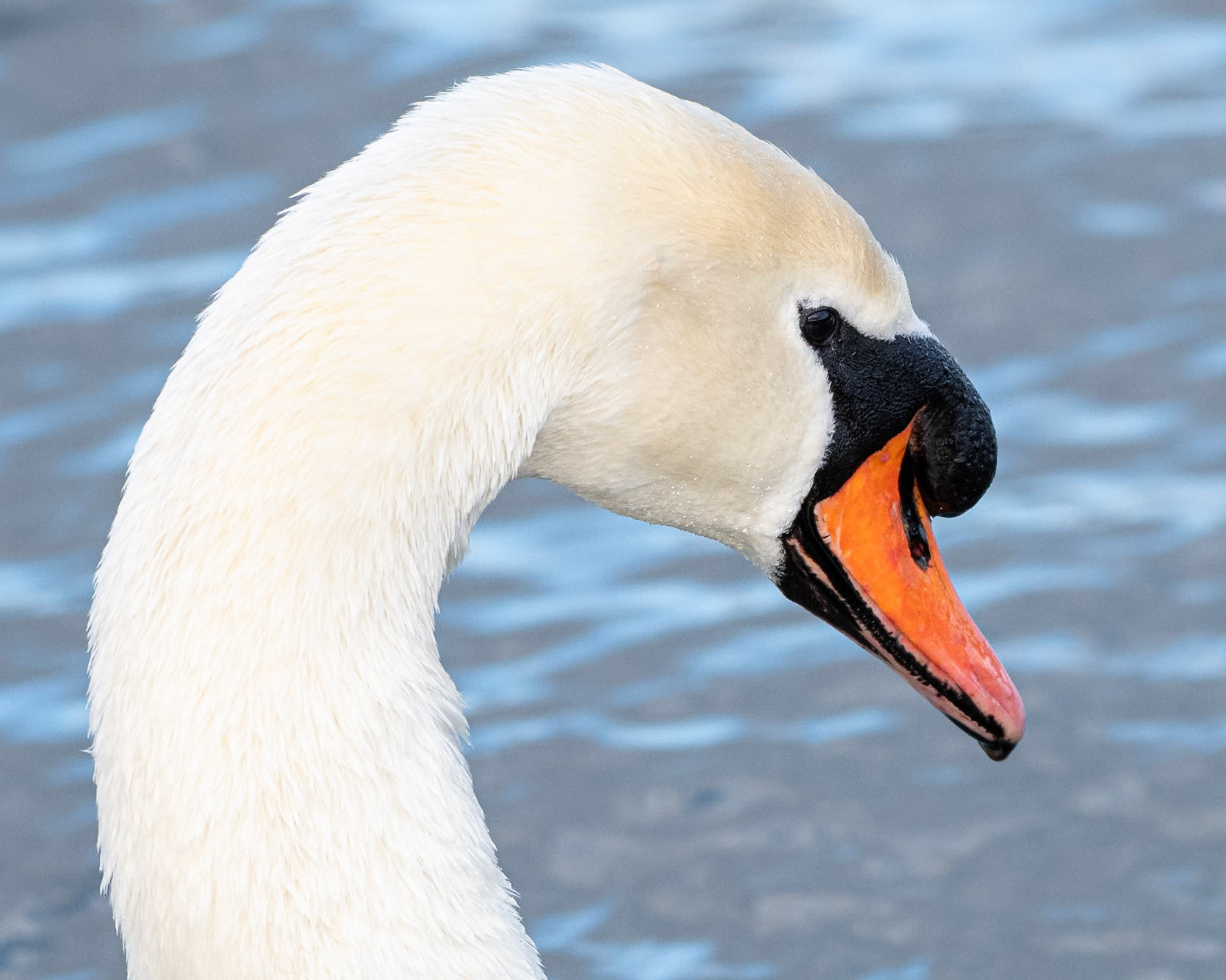 Mute Swan