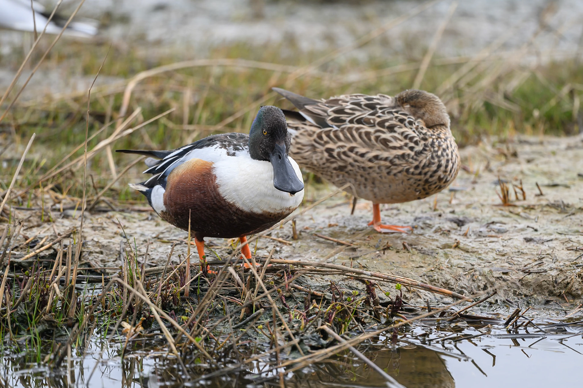 Shoveler