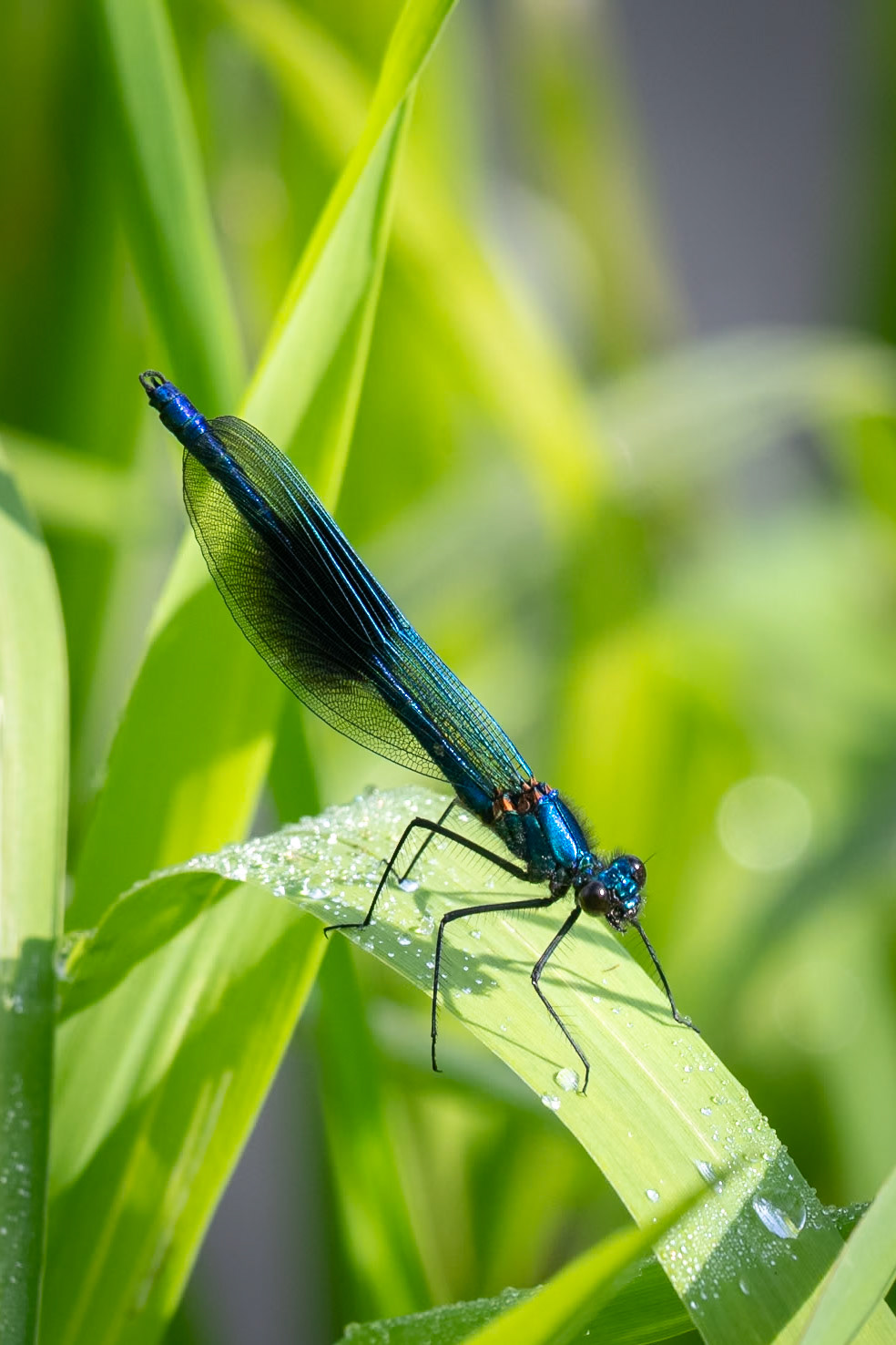 Banded Demoiselle