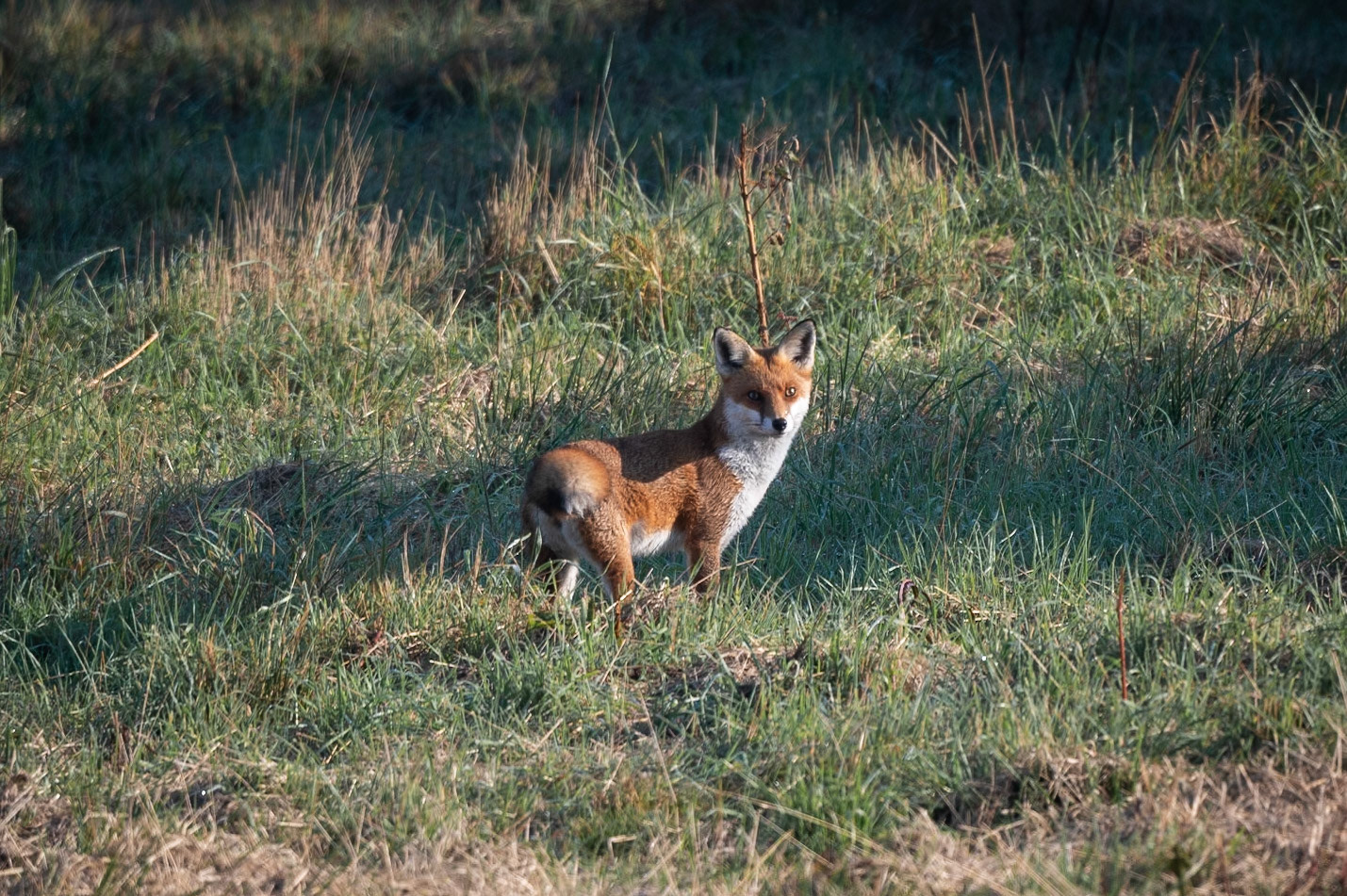 Fox