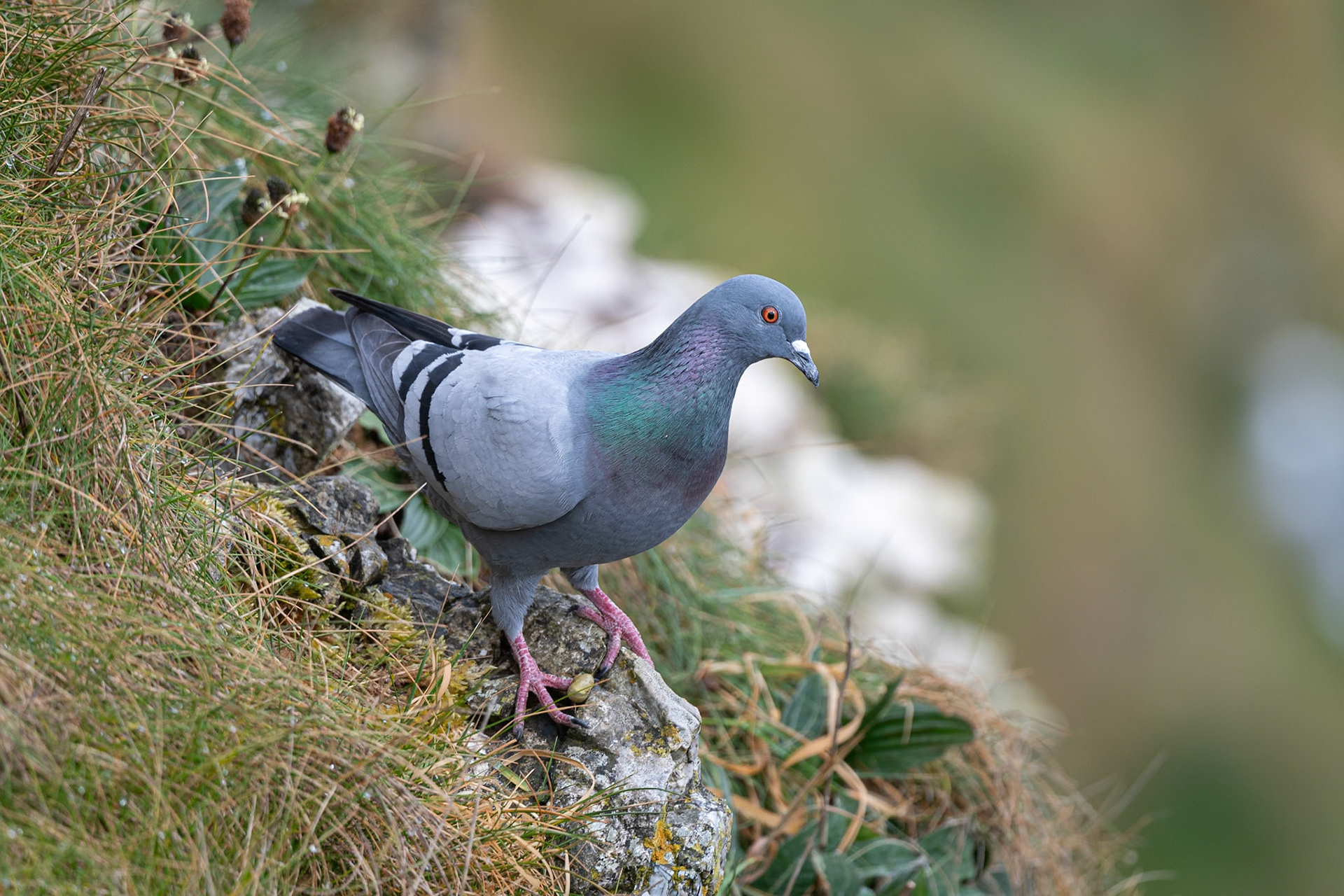 Rock Dove / Feral Pigeon