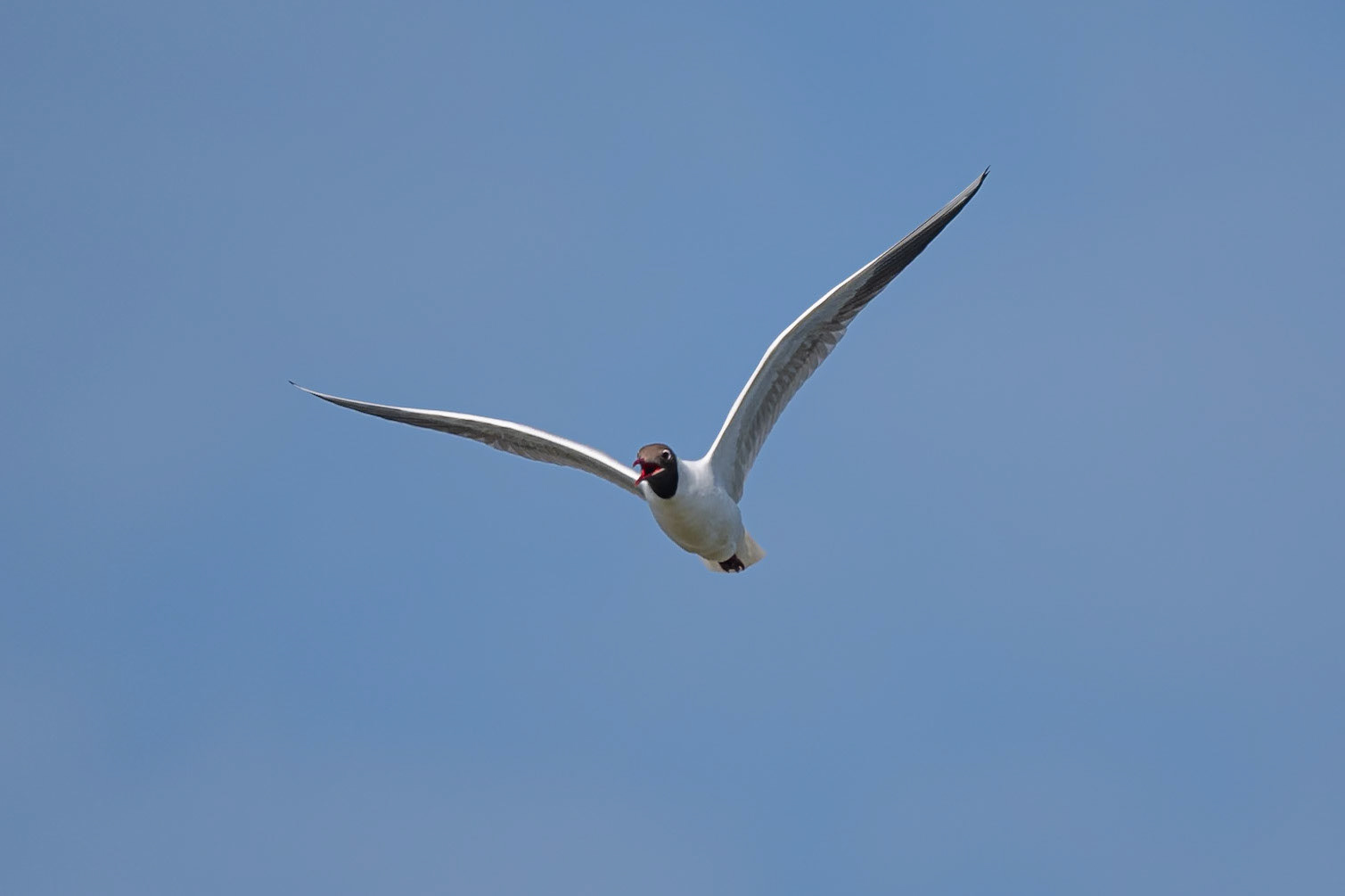 Black-headed Gull