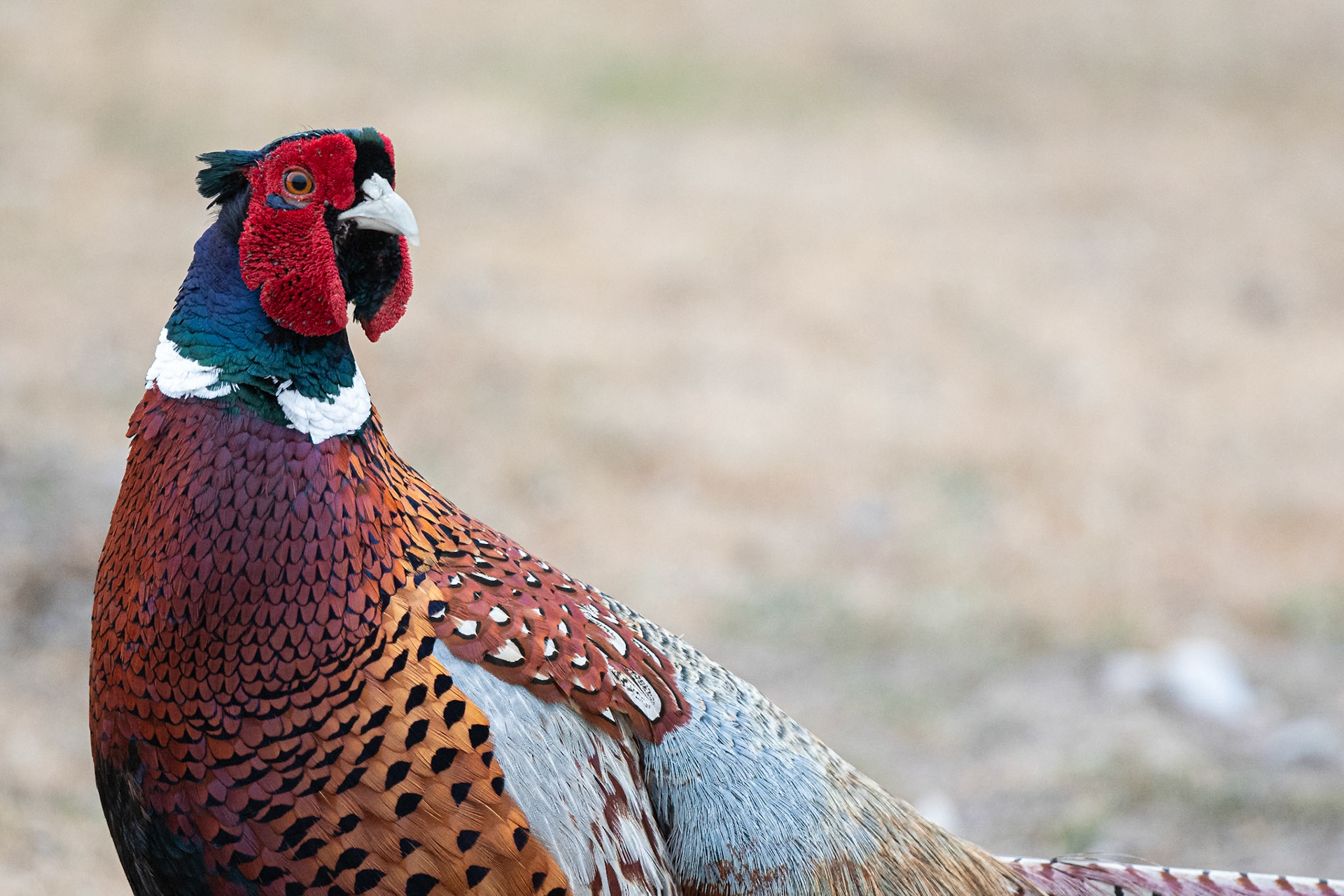 Pheasant