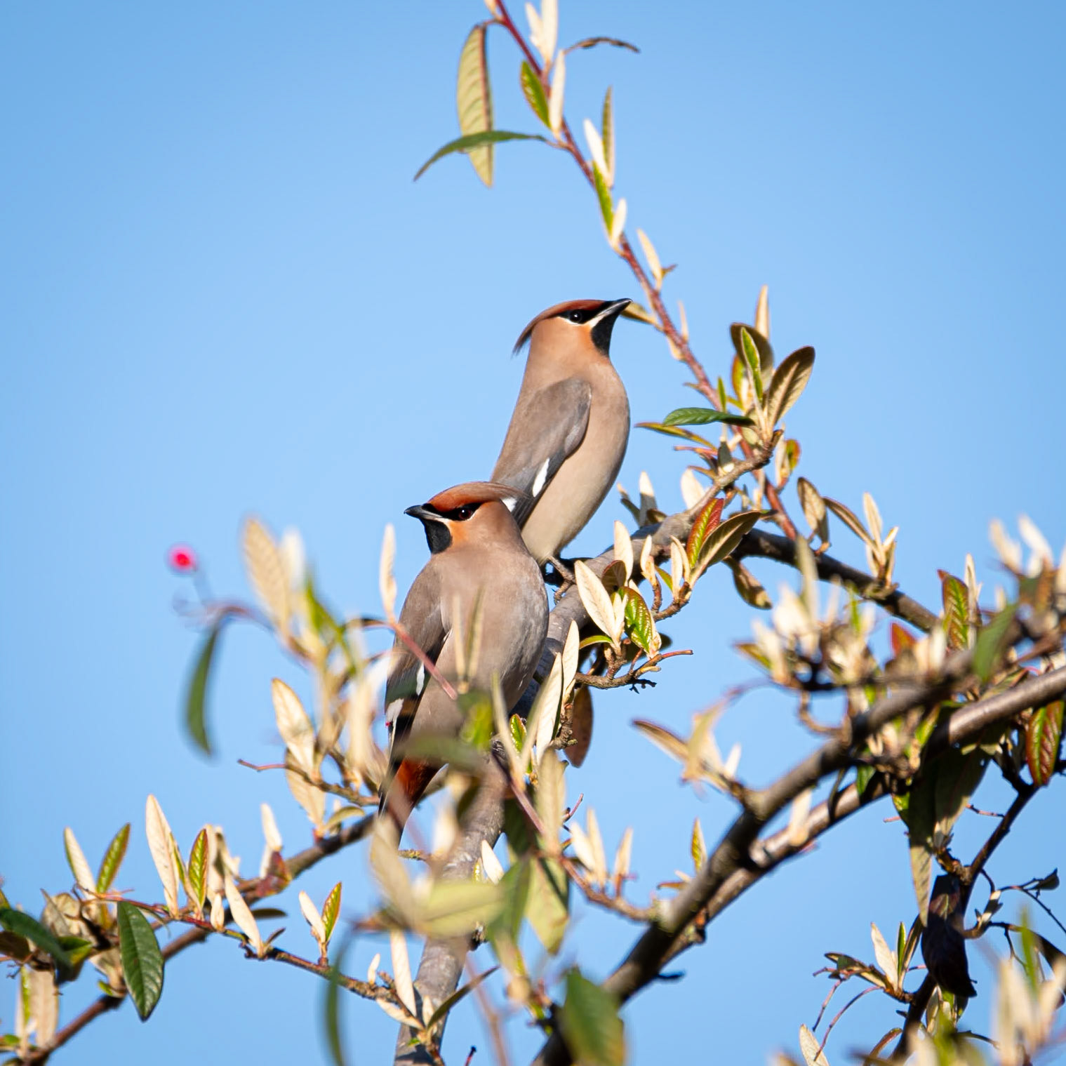 Waxwing