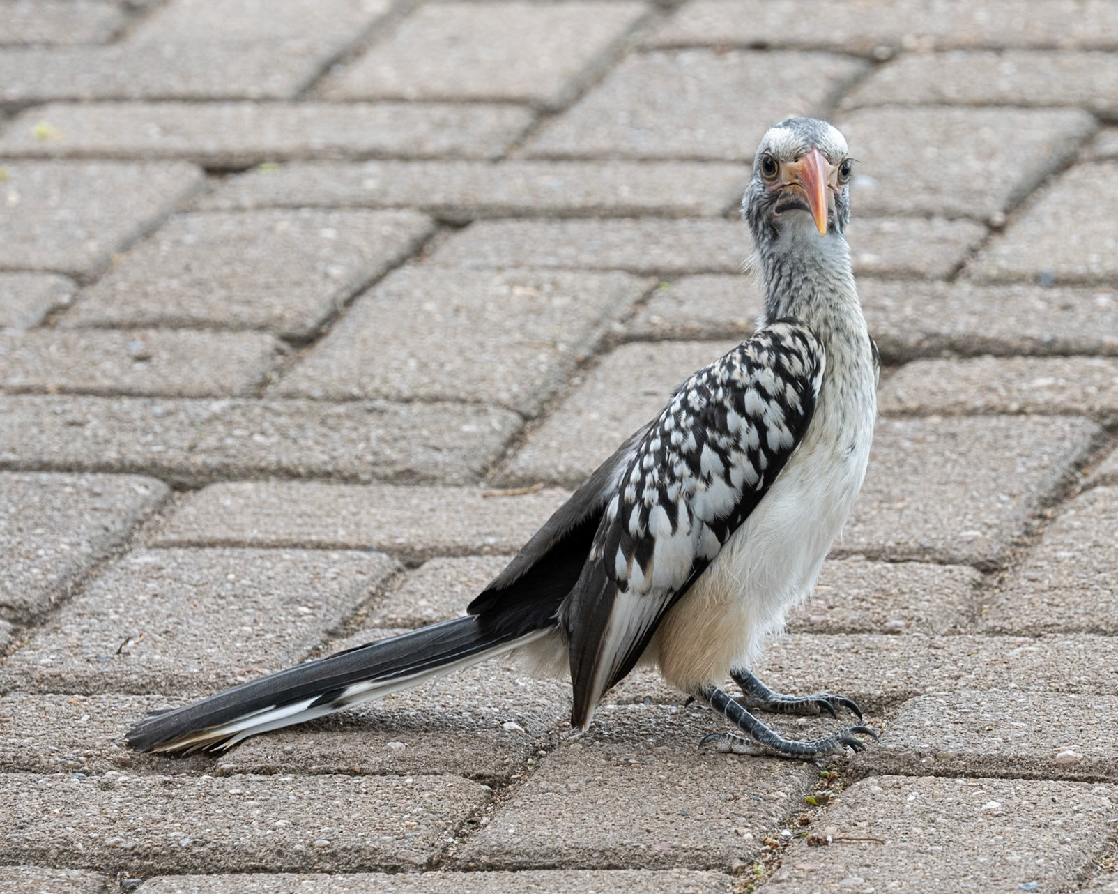 Southern Red-billed Hornbill