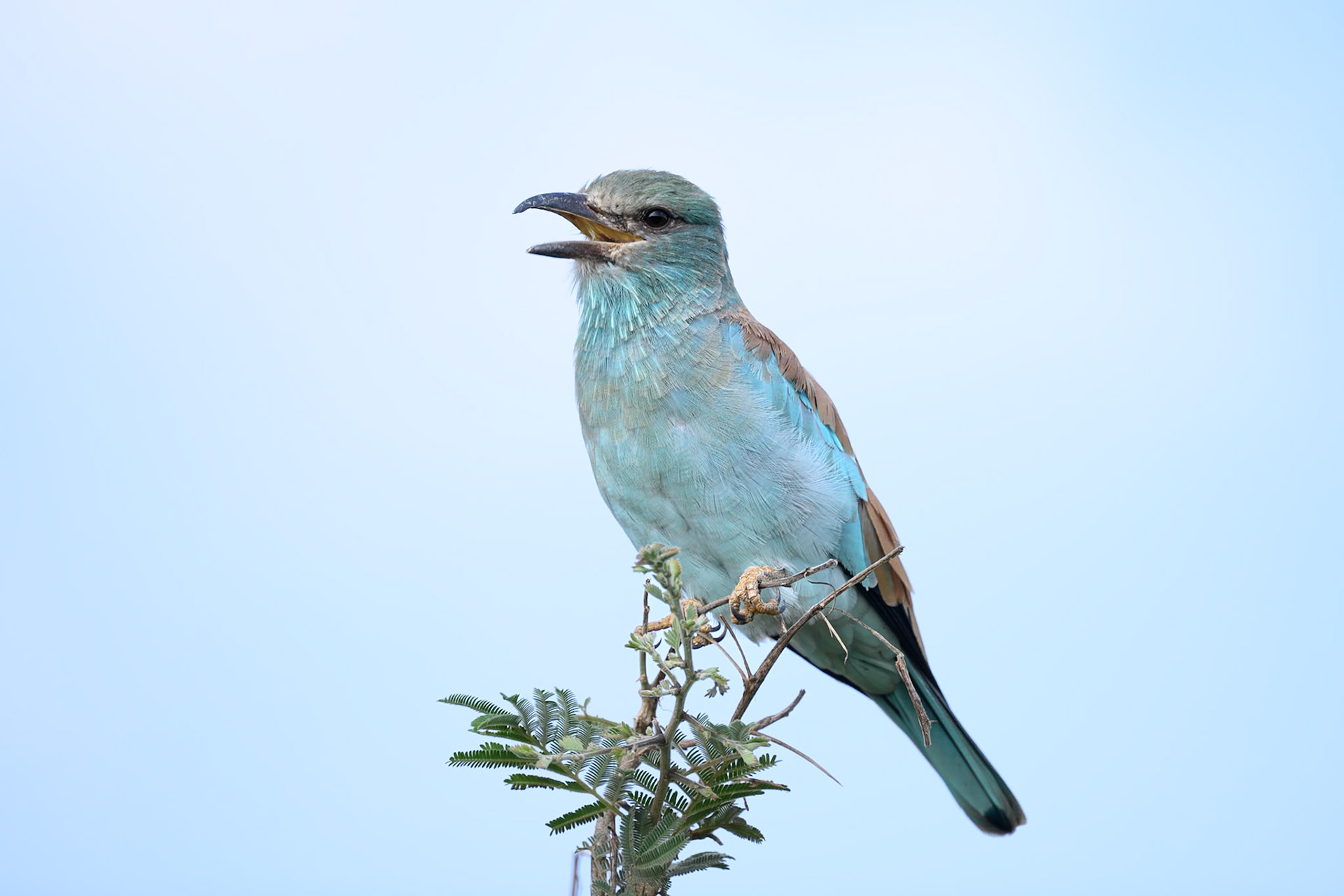 European Roller