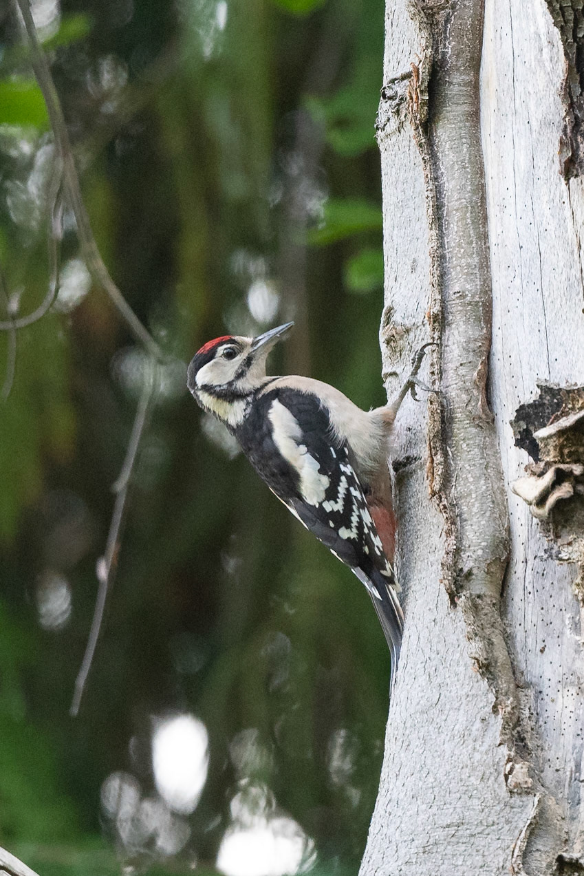Great-spotted Woodpecker