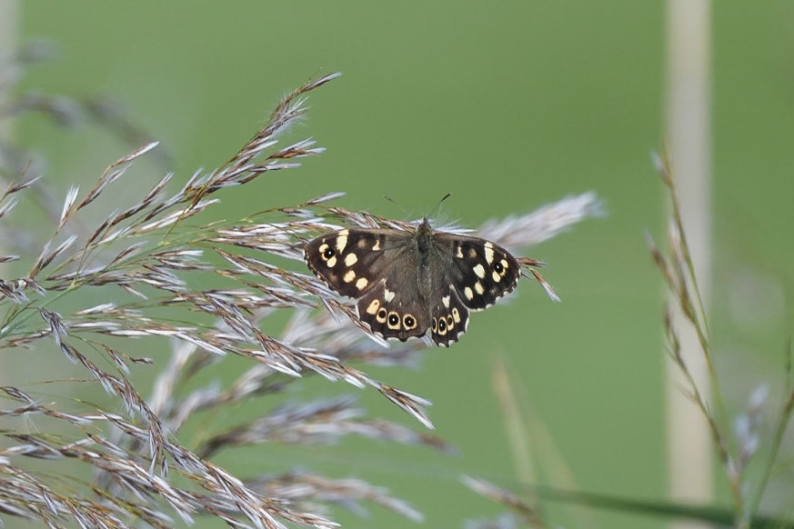 Speckled Wood