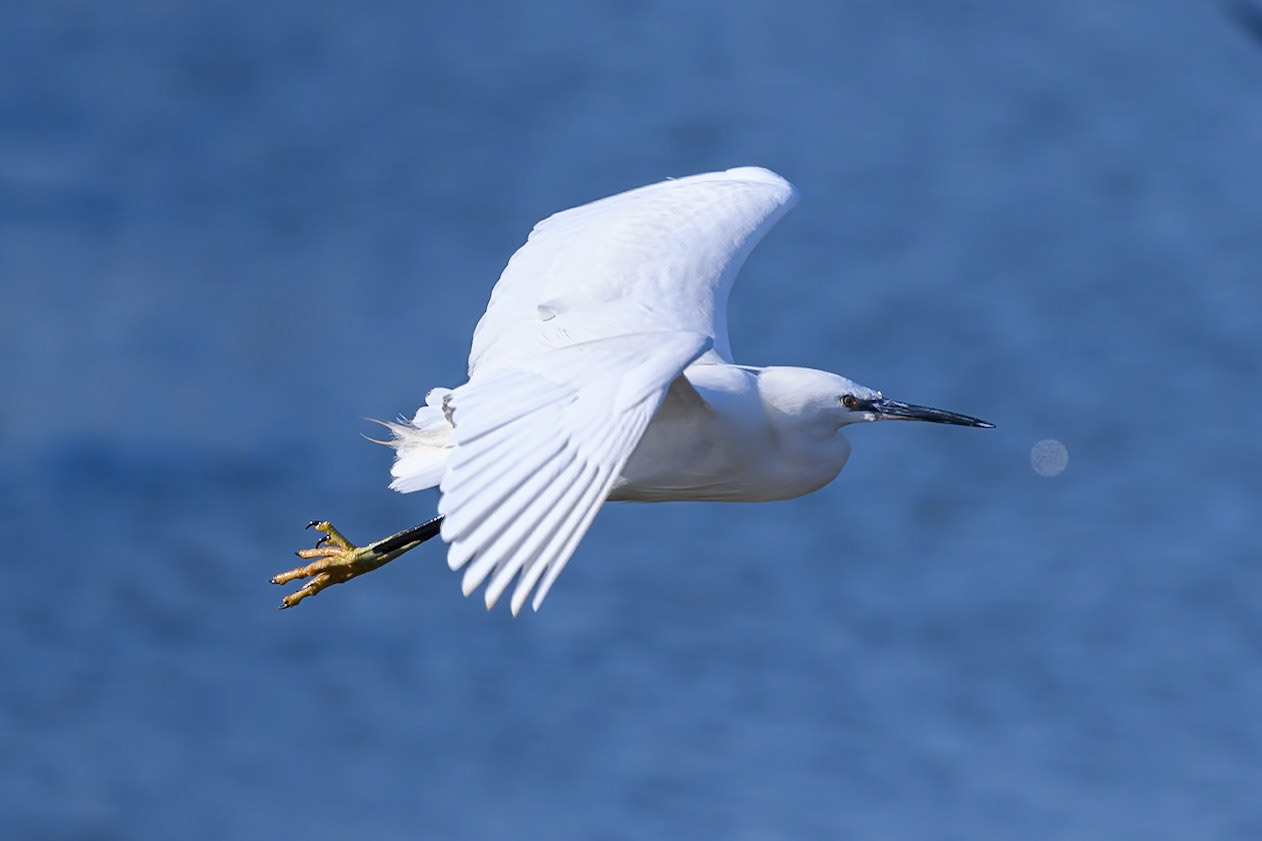 Little Egret