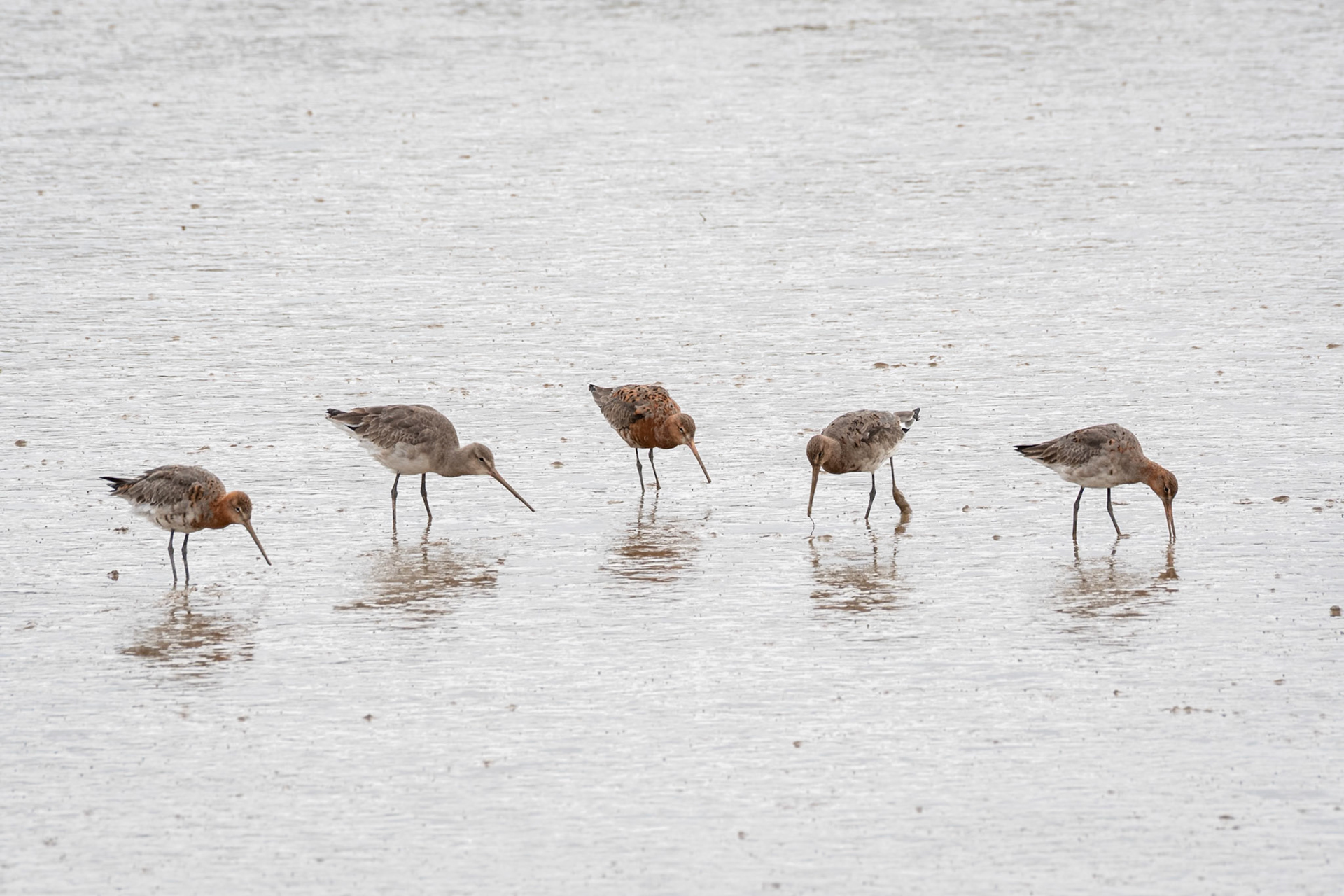 Black-tailed Godwit