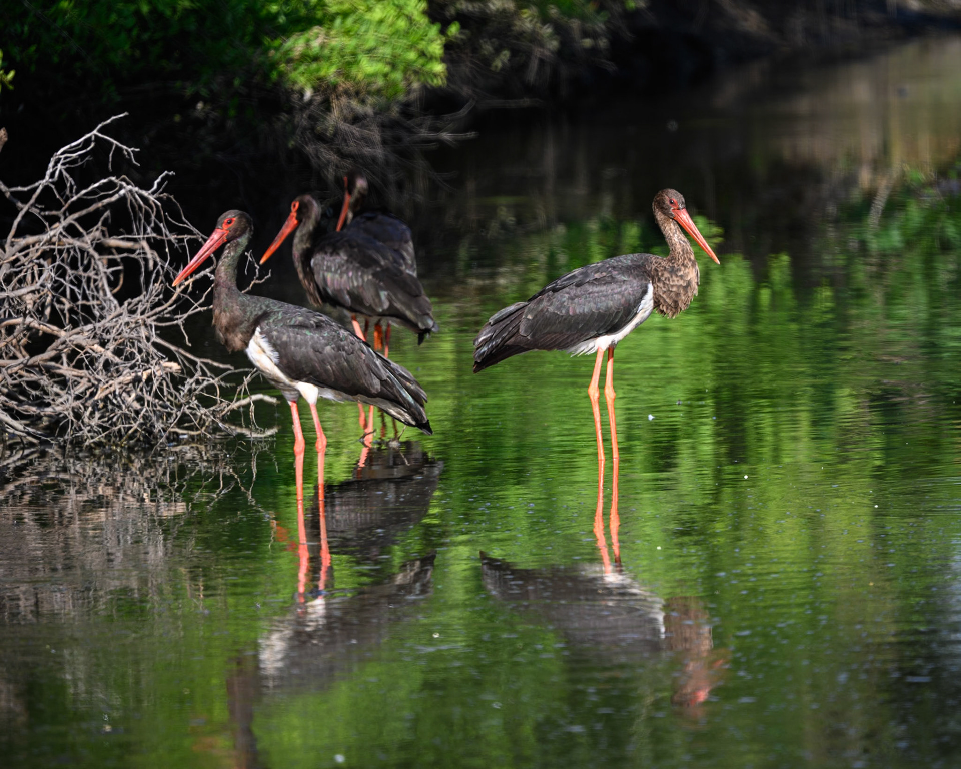 Black Stork