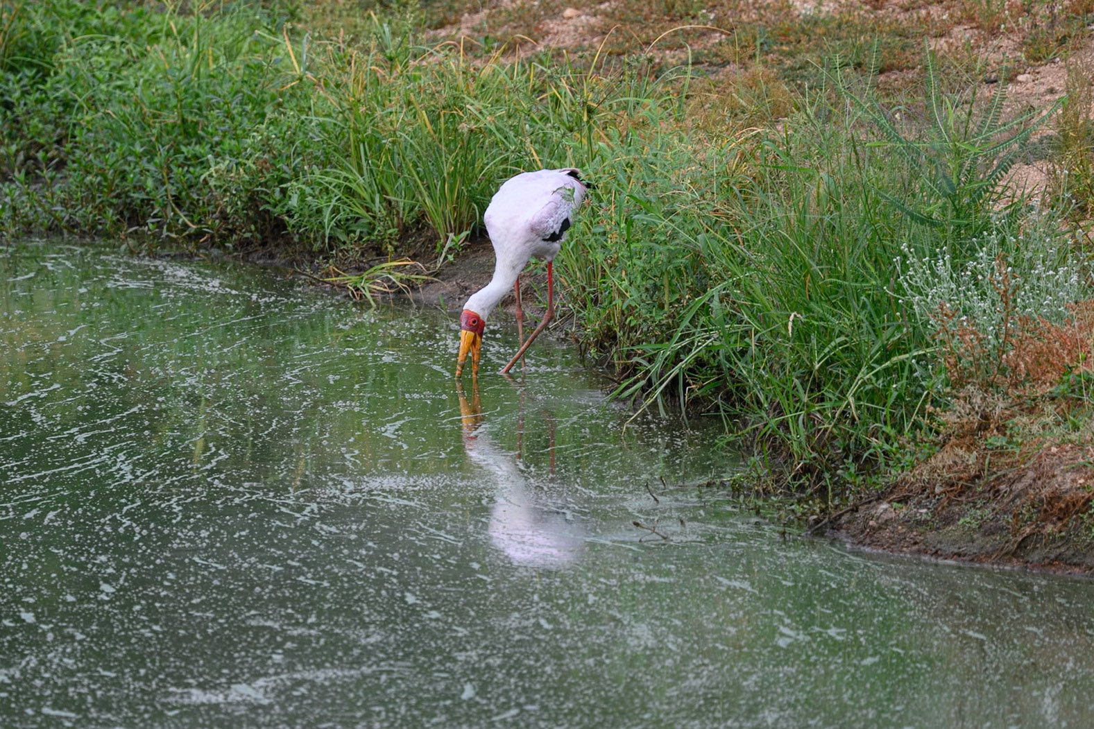 Yellow-billed Stork