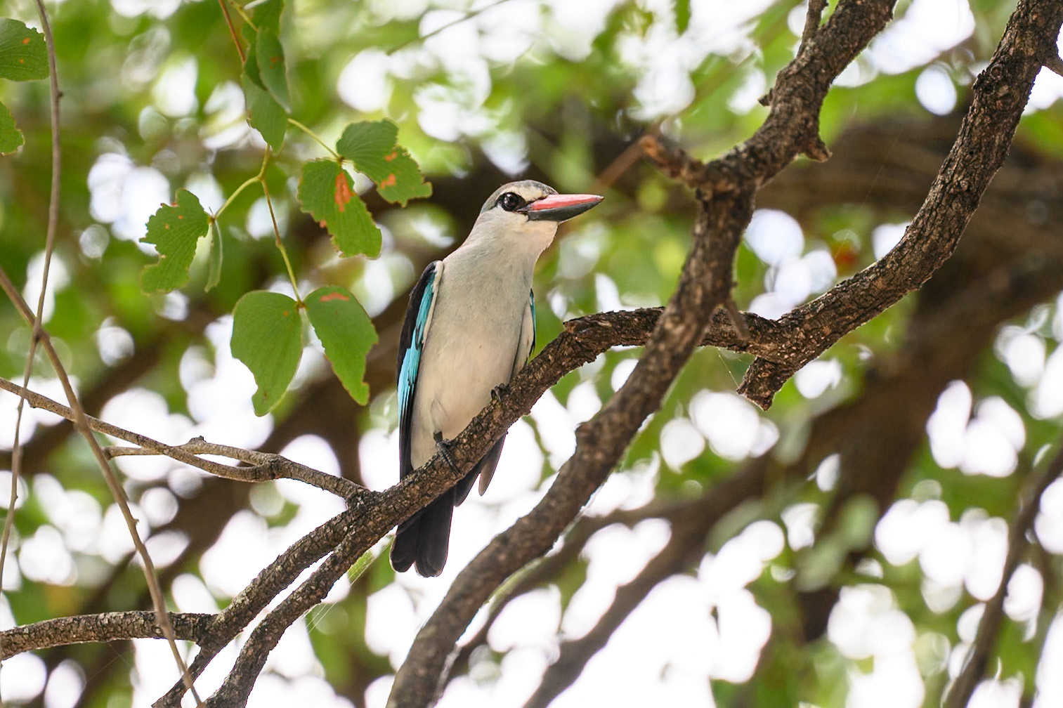 Woodland Kingfisher